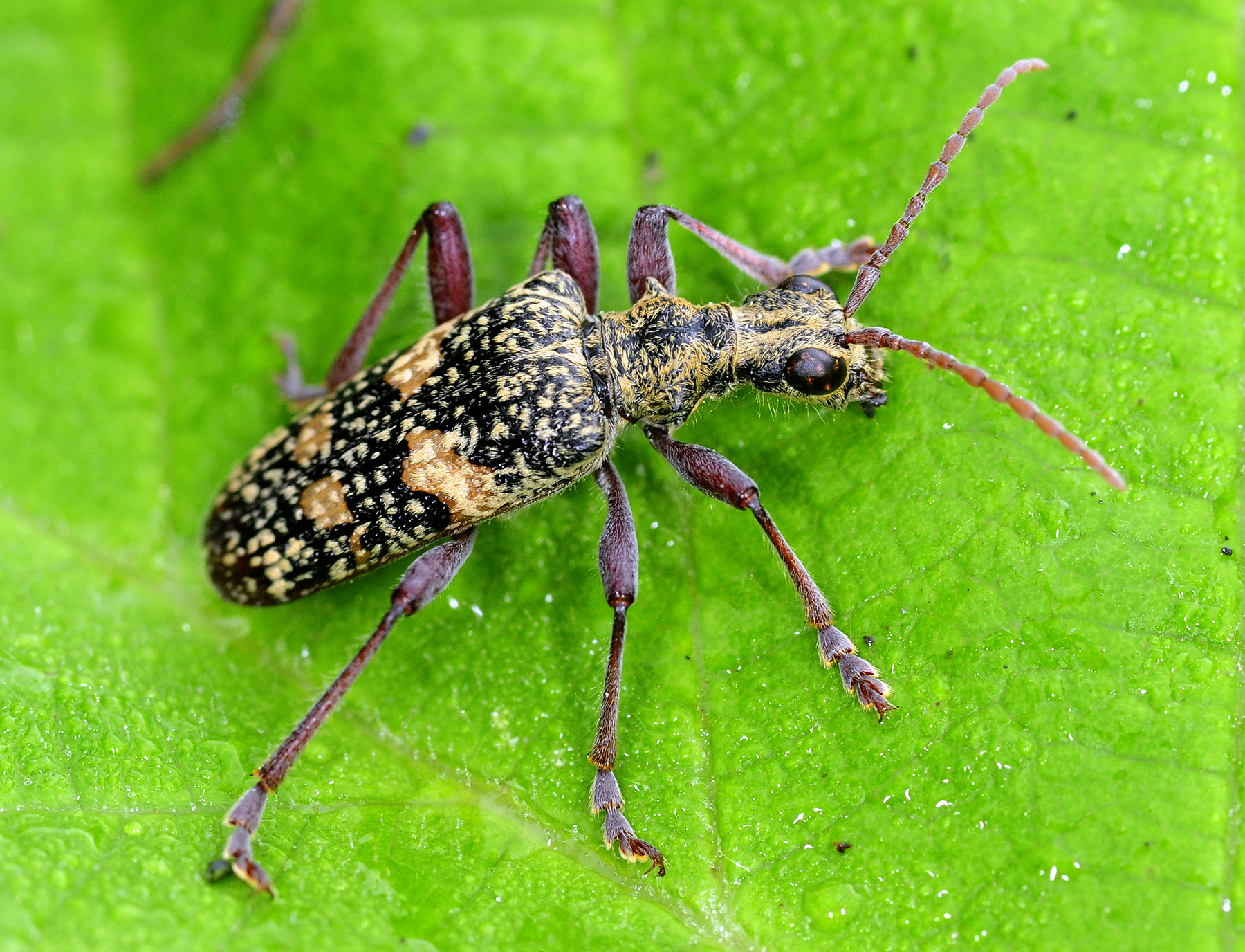 Rhagium fasciculatum