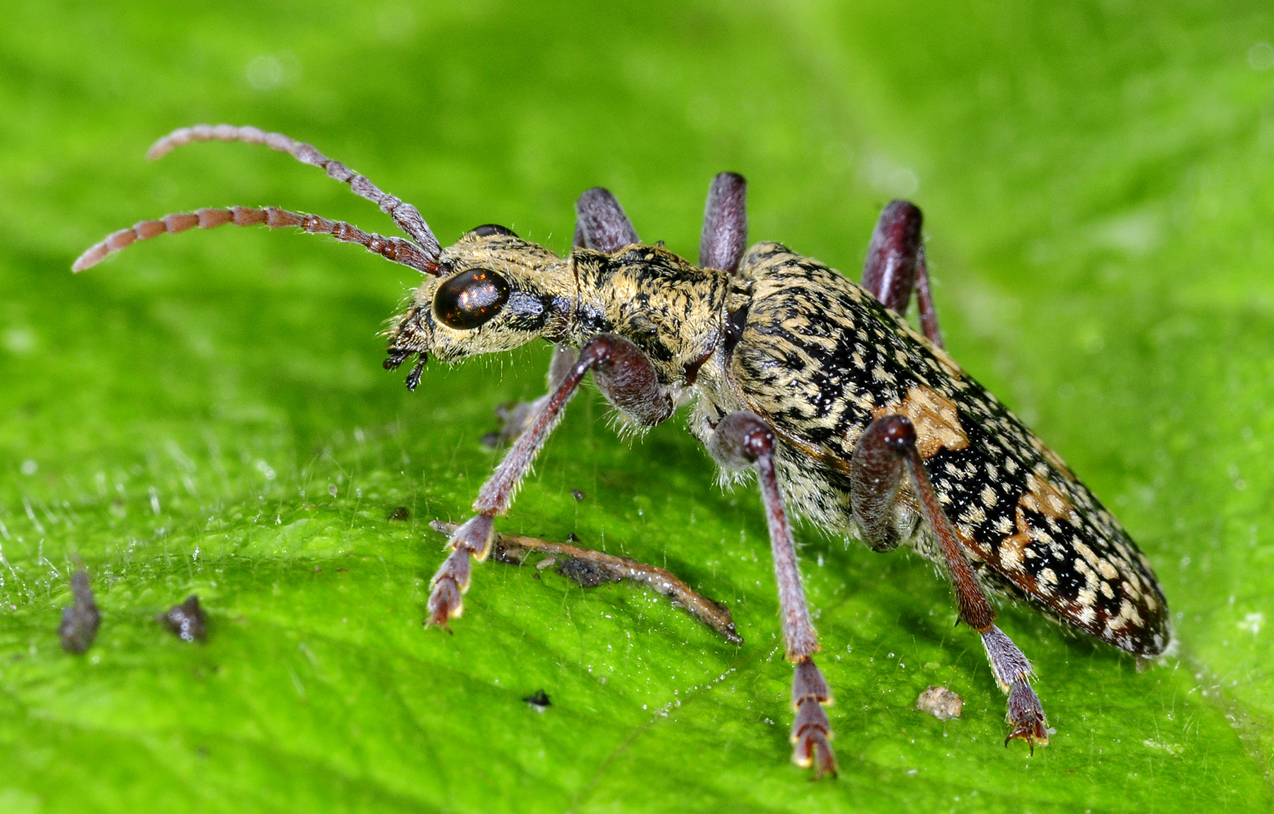 Rhagium fasciculatum