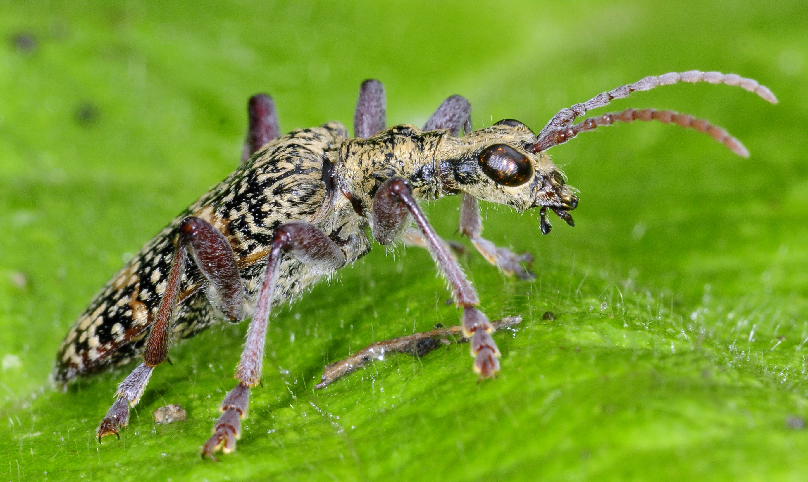 Rhagium fasciculatum