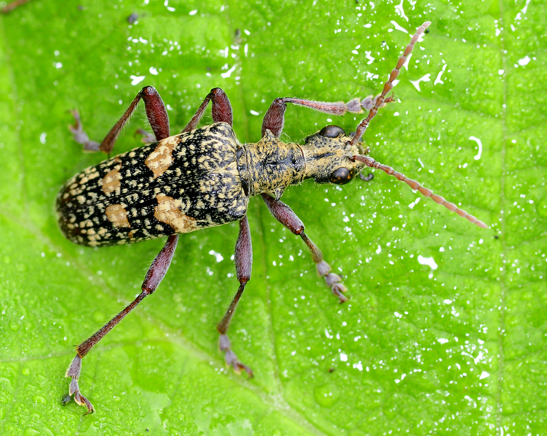 Rhagium fasciculatum