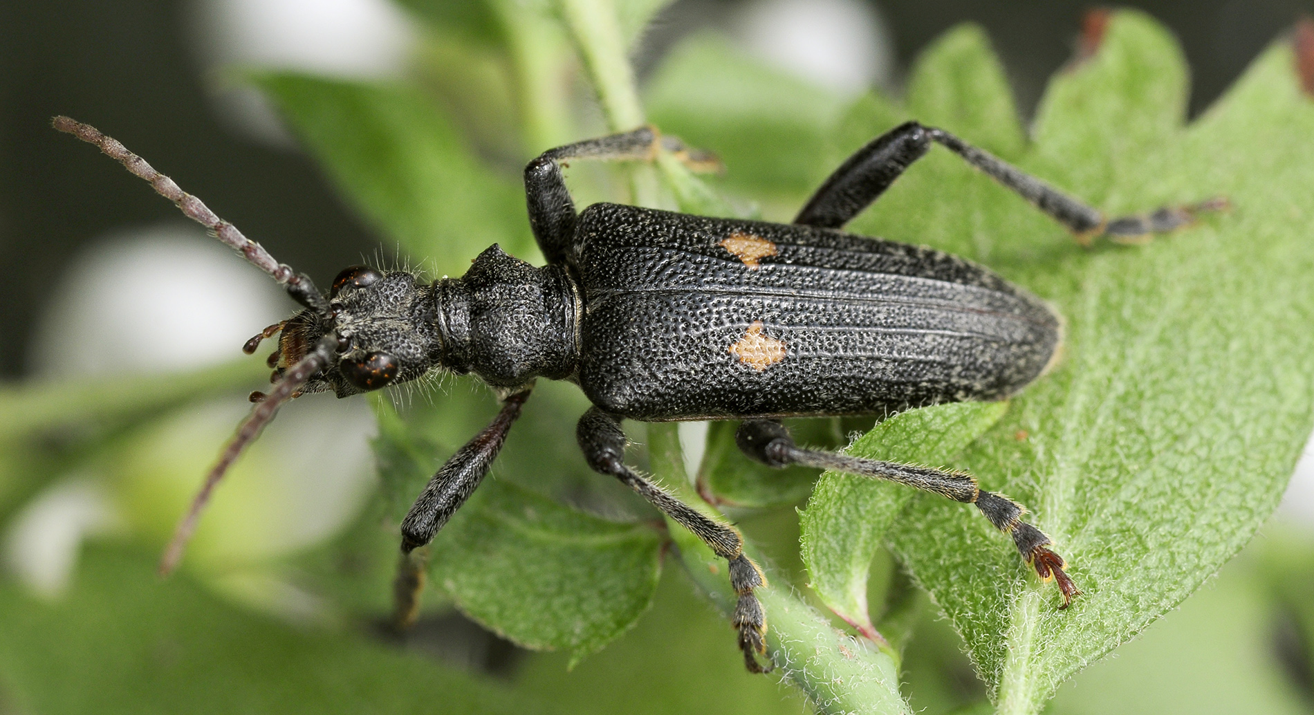 Rhagium iranum