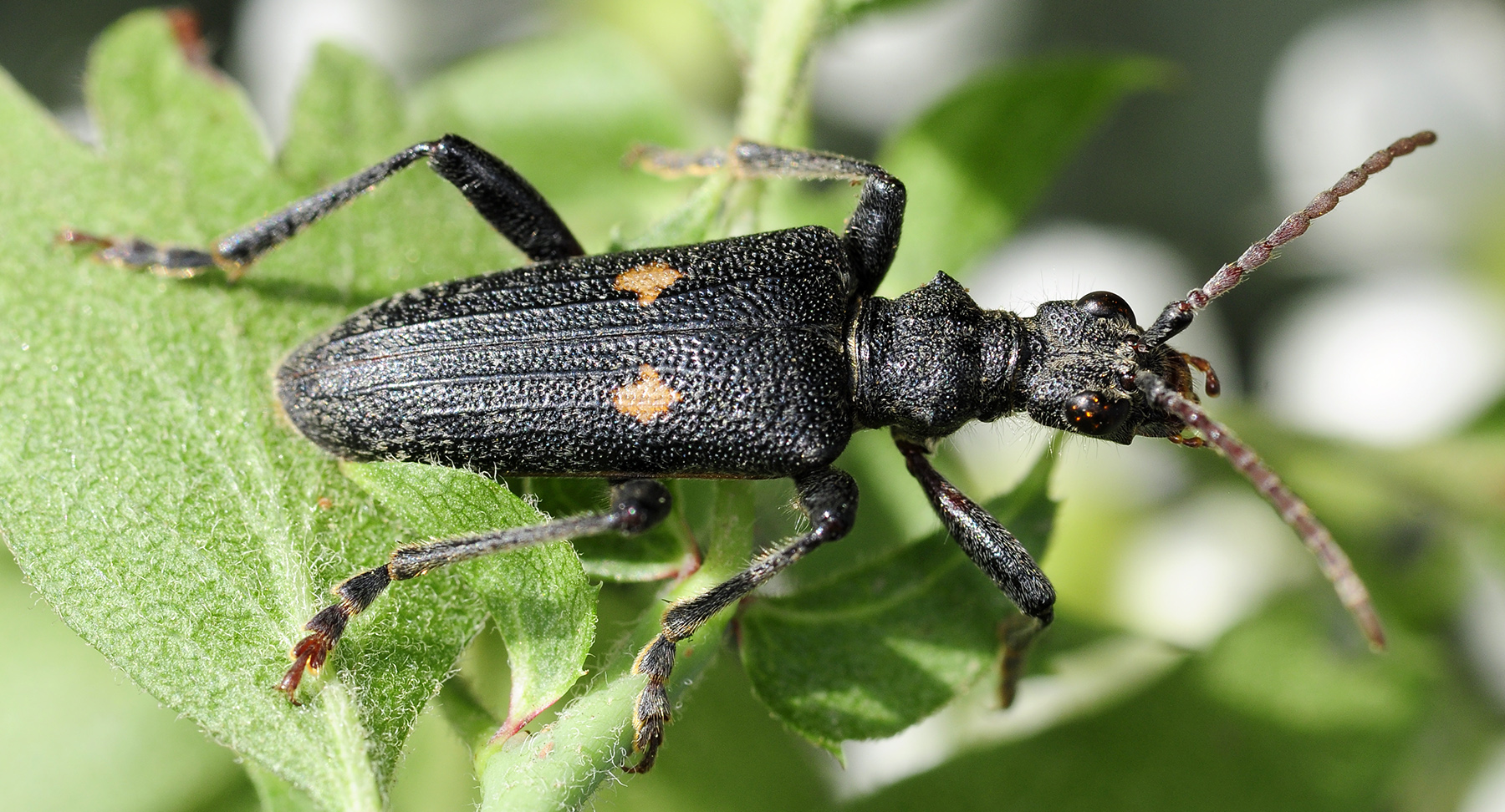 Rhagium iranum