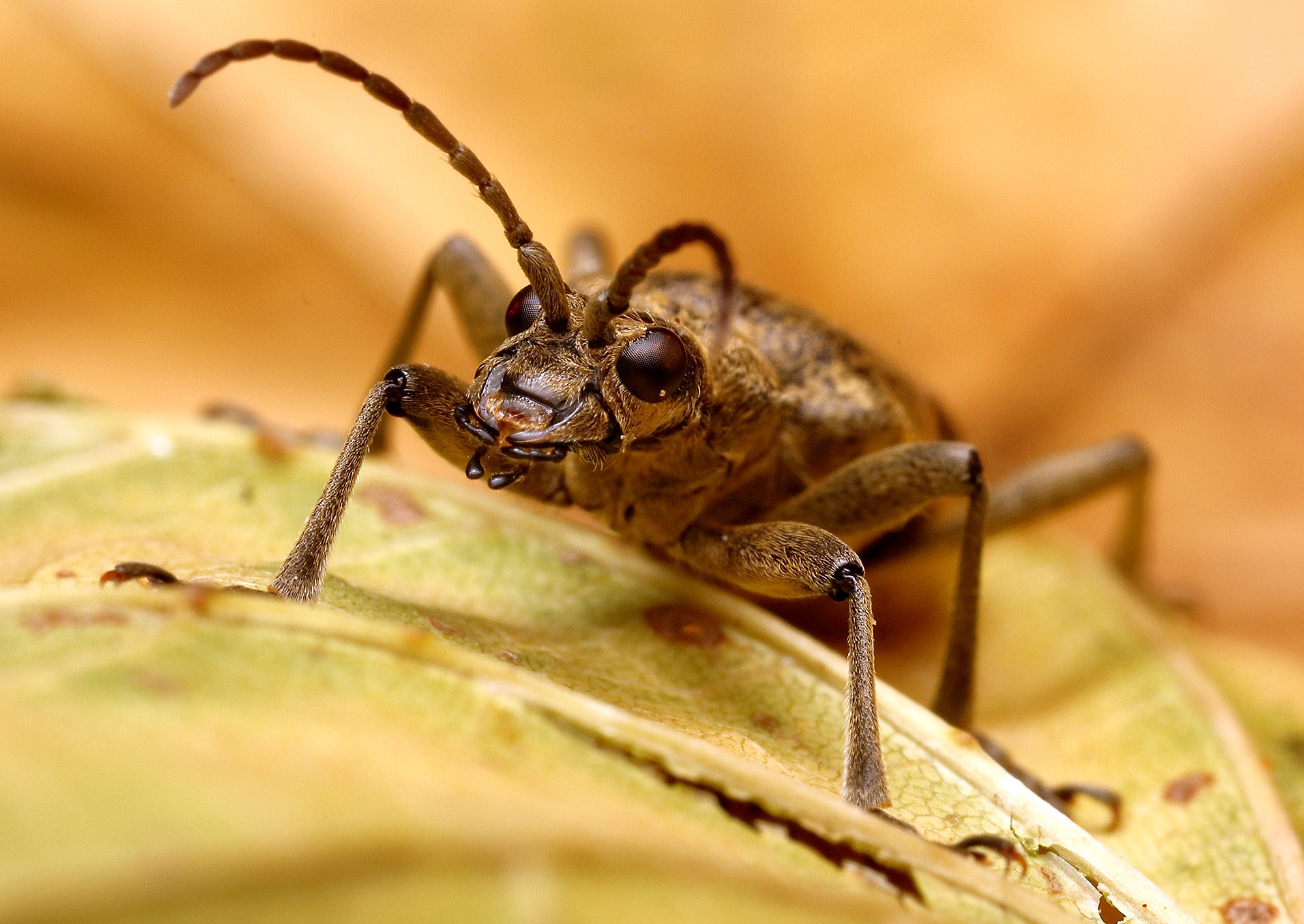 Rhagium mordax