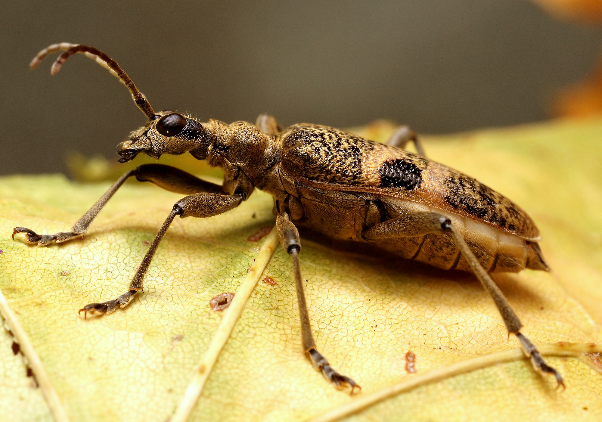 Rhagium mordax