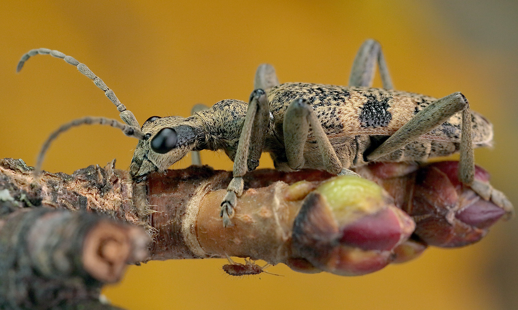 Rhagium mordax