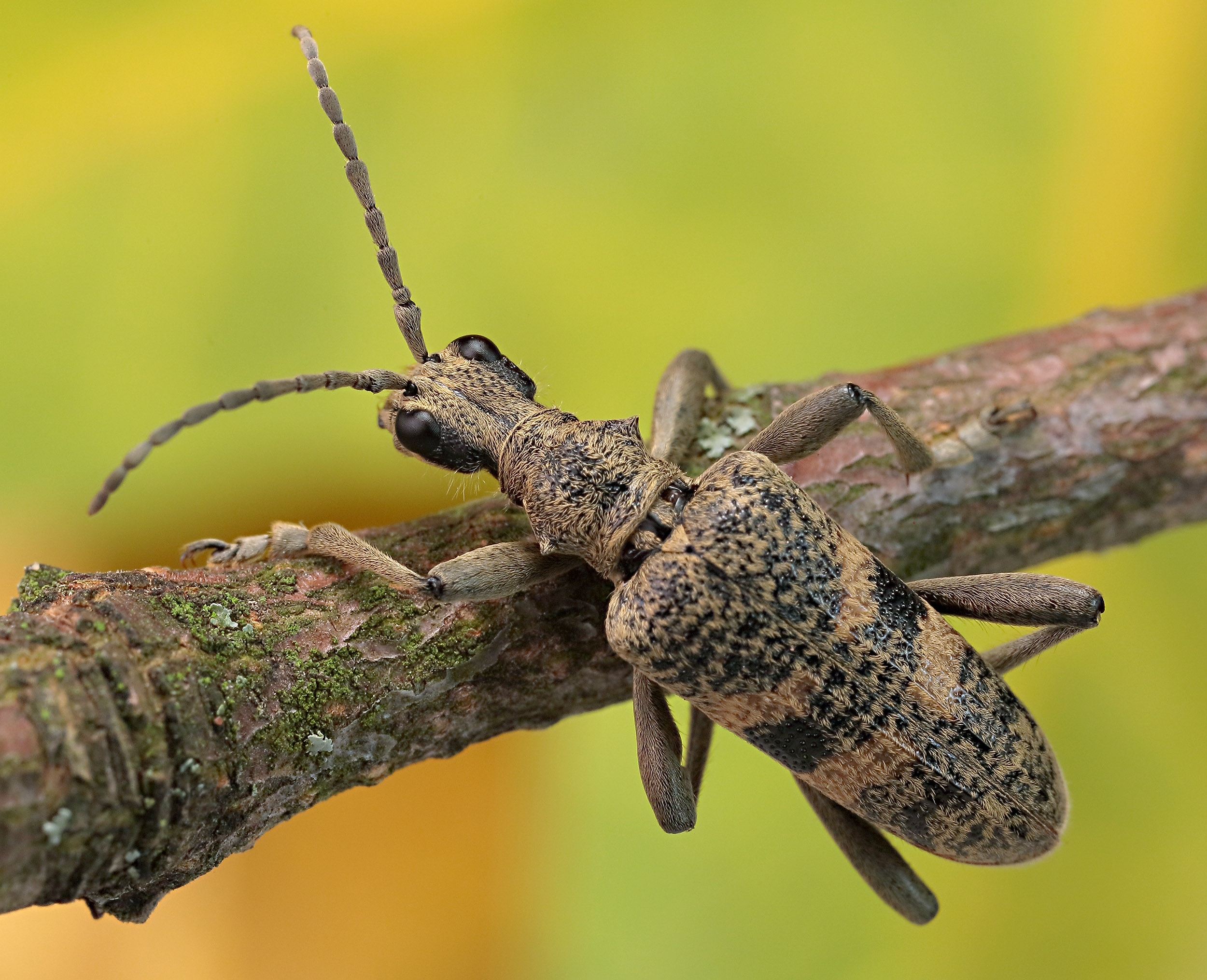 Rhagium mordax