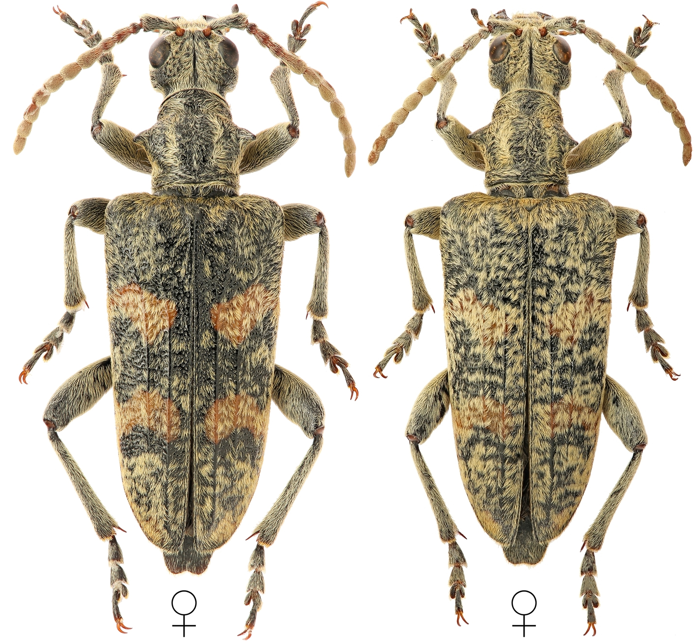 Rhagium pruinosum