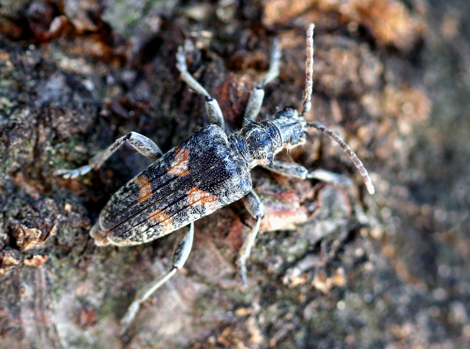 Rhagium pruinosum