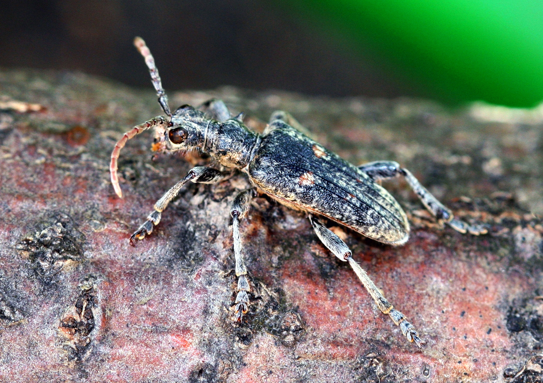 Rhagium pruinosum