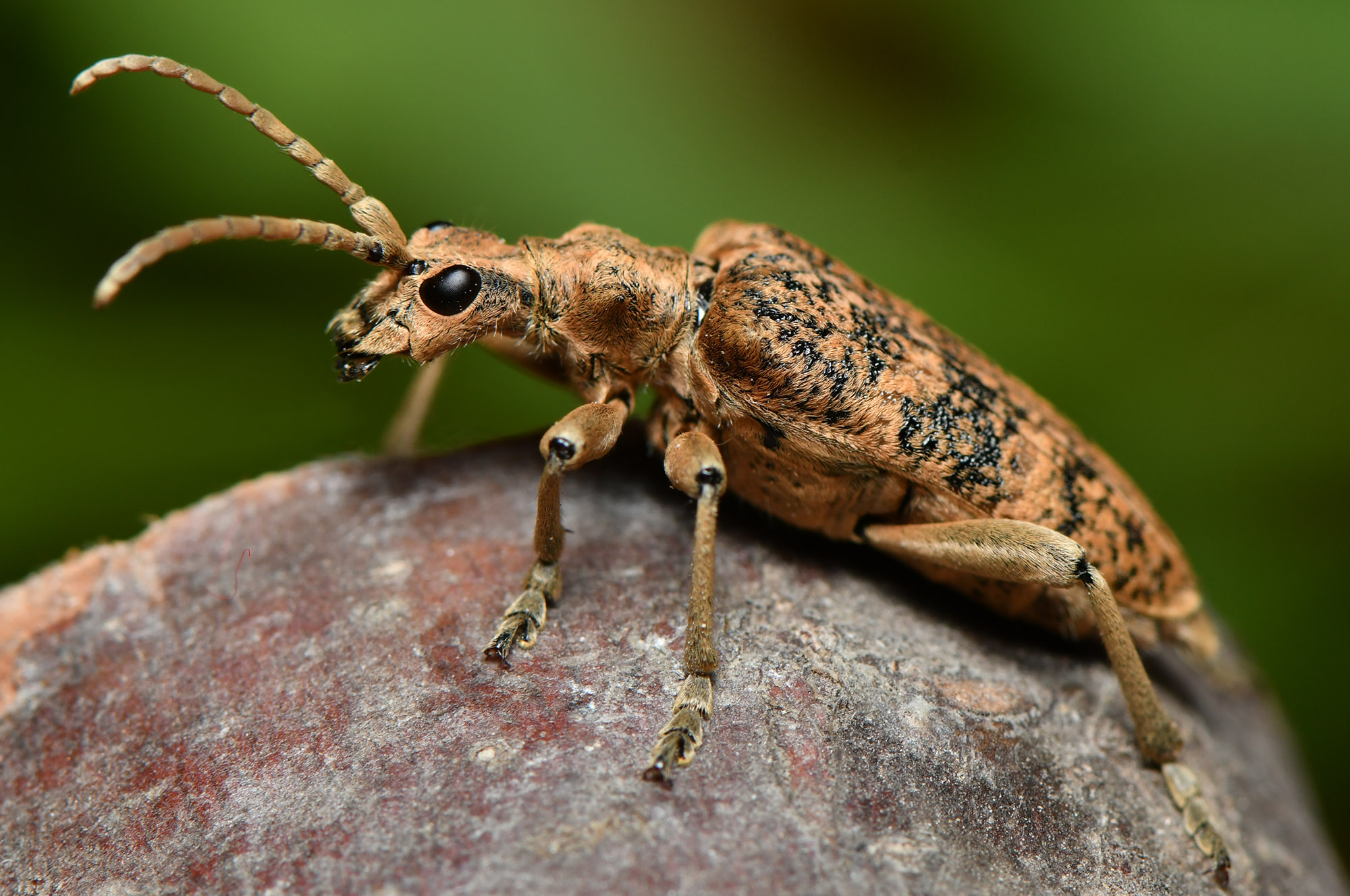 Rhagium sycophanta