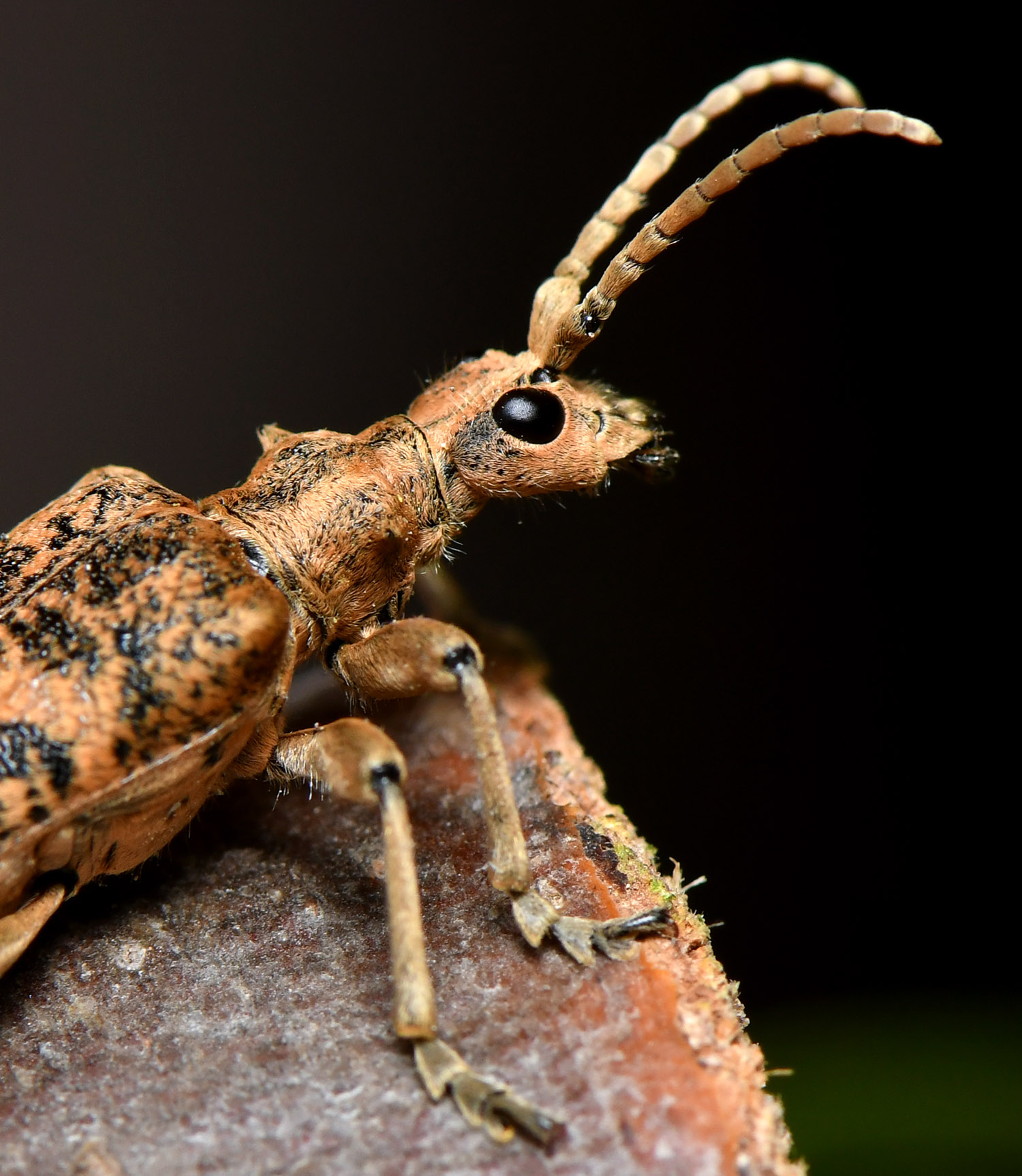 Rhagium sycophanta