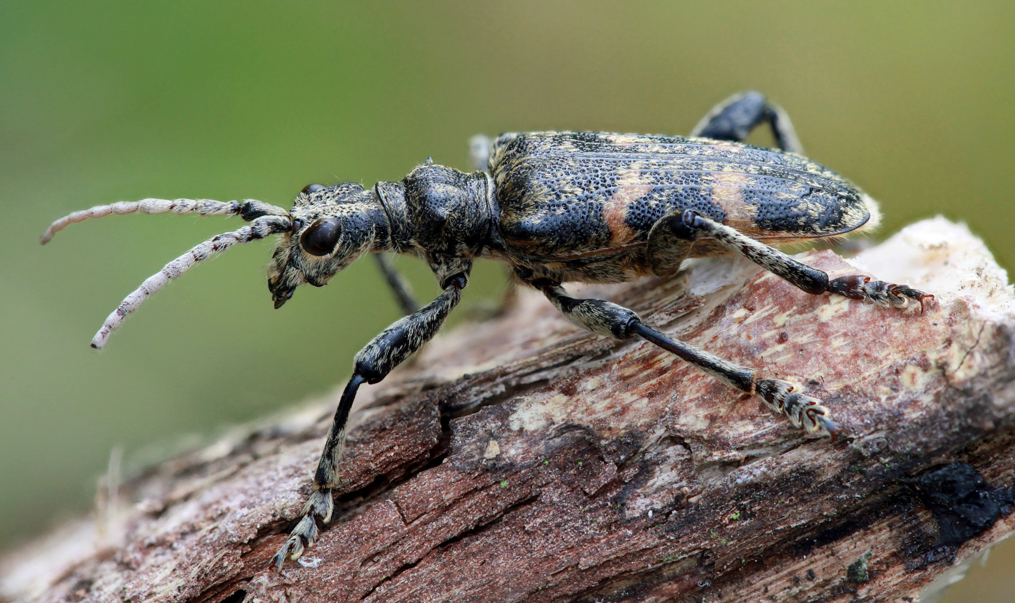 Rhagium sycophanta