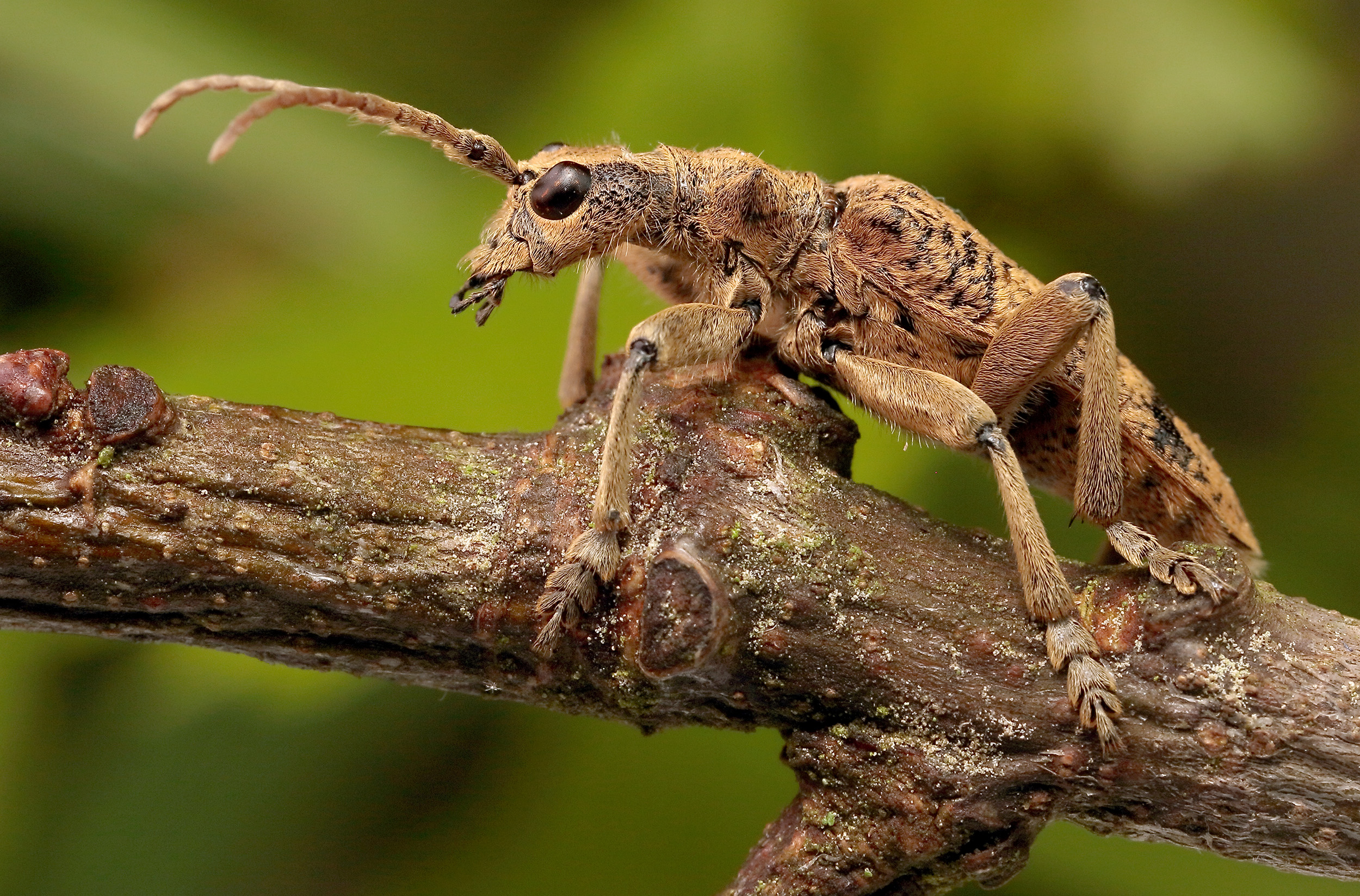 Rhagium sycophanta