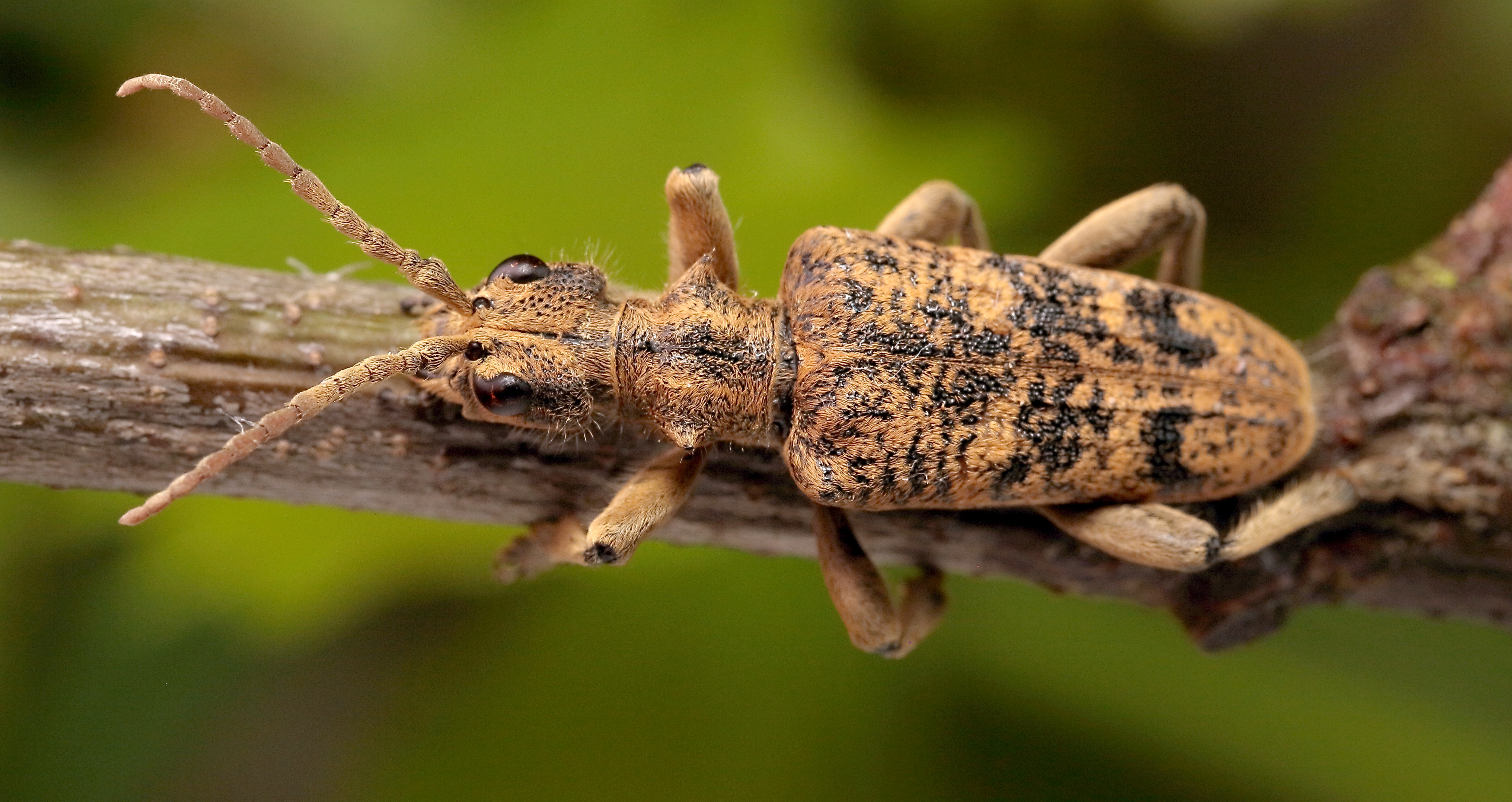 Rhagium sycophanta