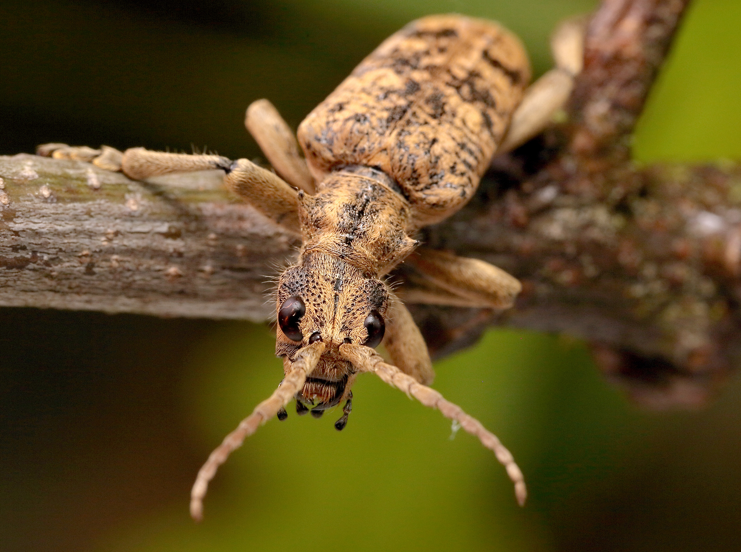 Rhagium sycophanta