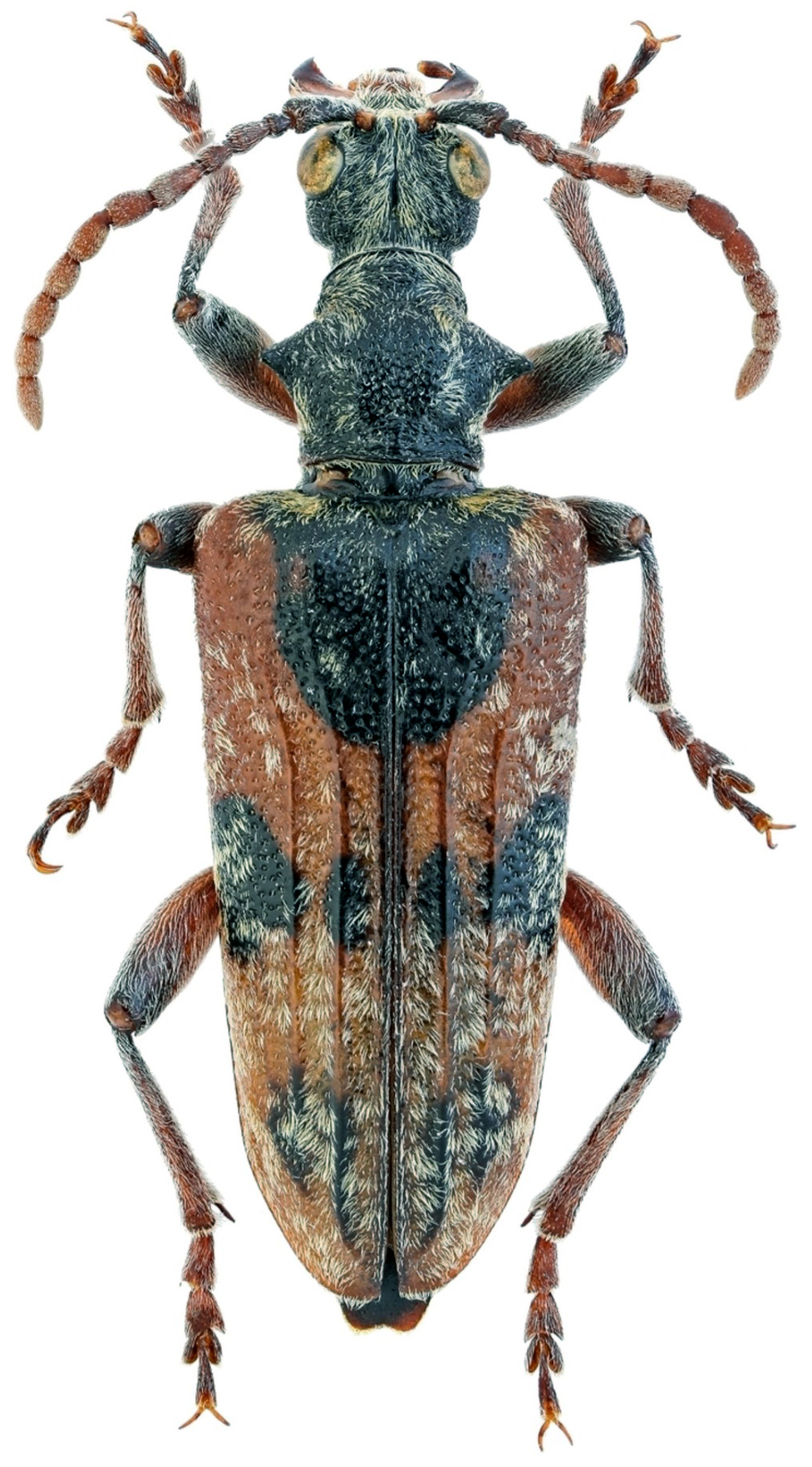 Rhagium syriacum phrygium