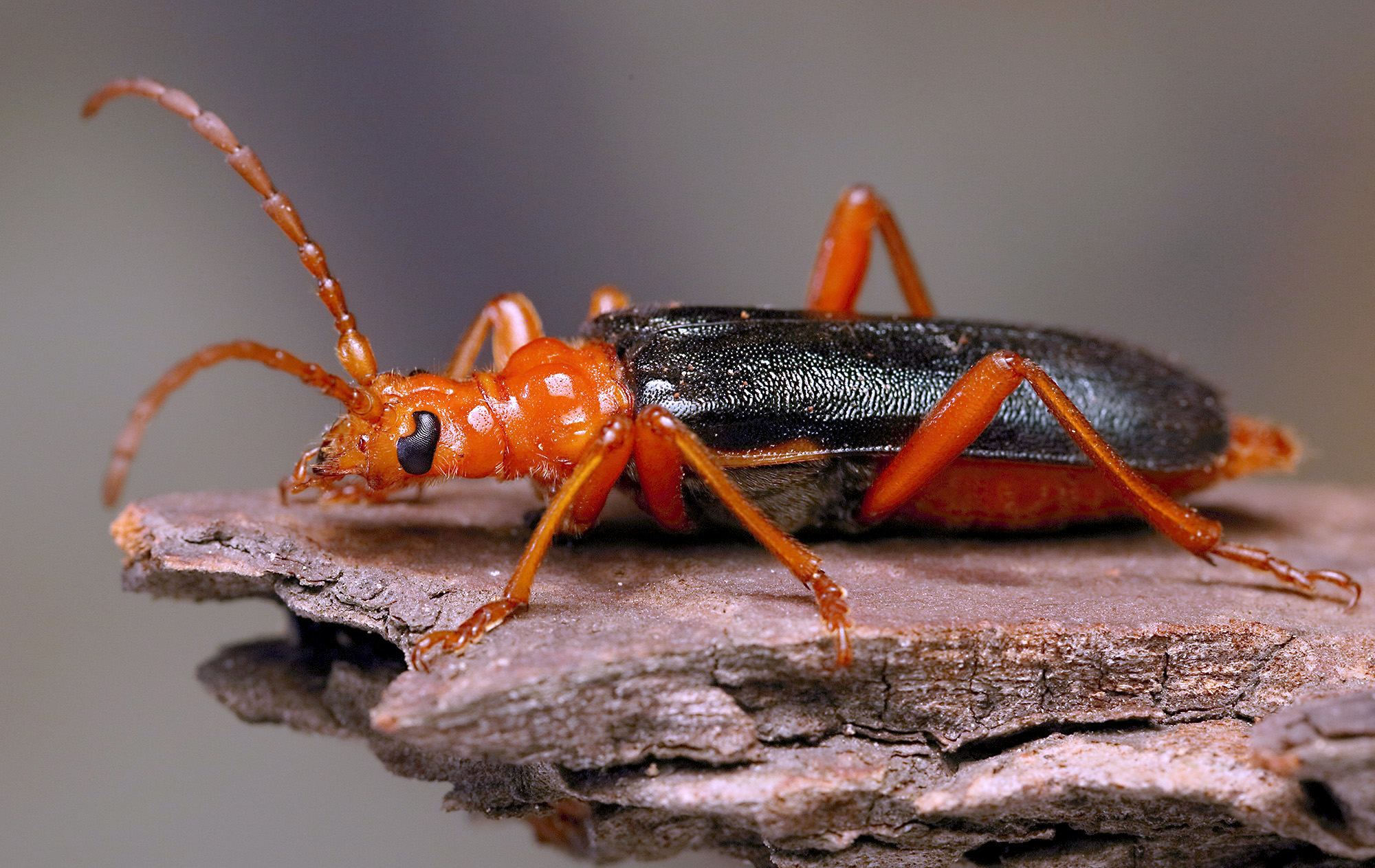 Rhamnusium bicolor bicolor