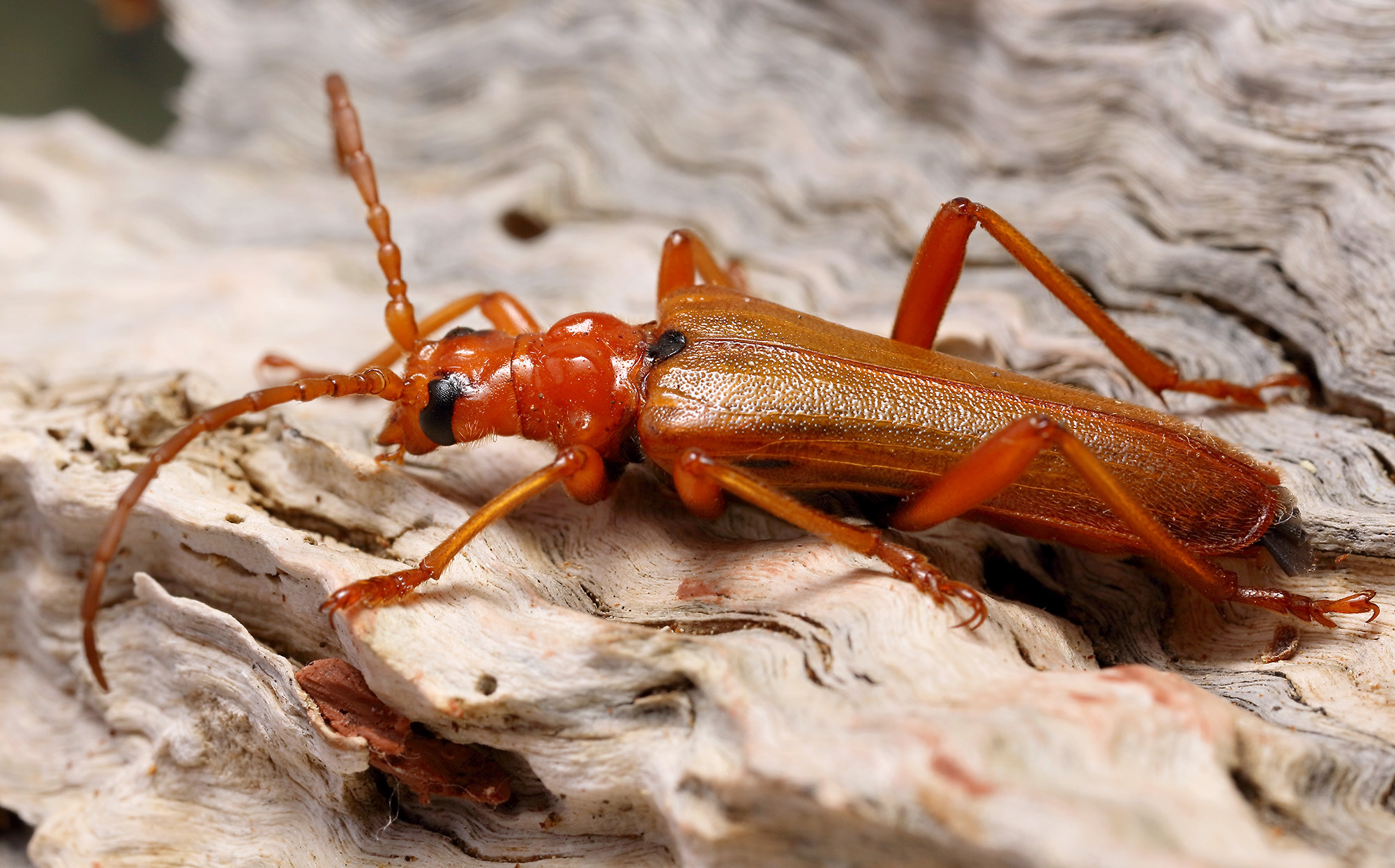 Rhamnusium bicolor bicolor