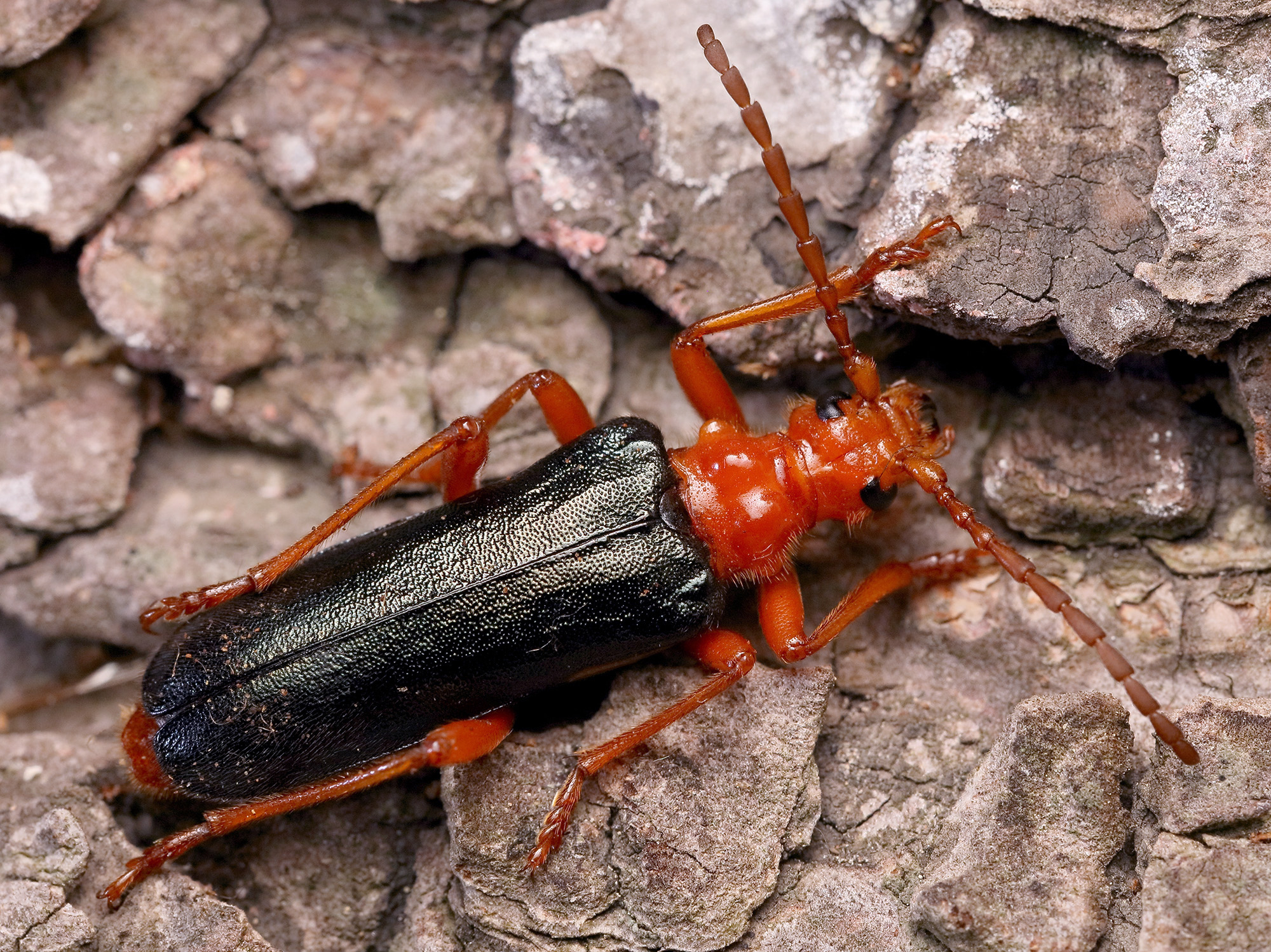 Rhamnusium bicolor bicolor