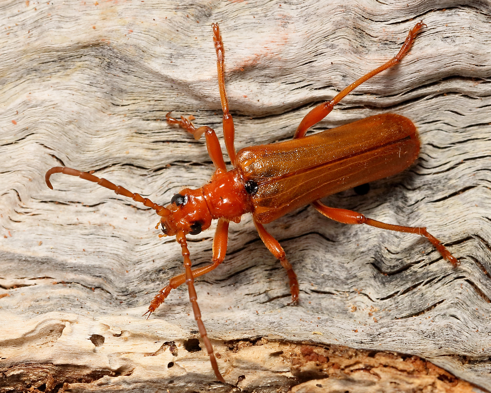 Rhamnusium bicolor bicolor