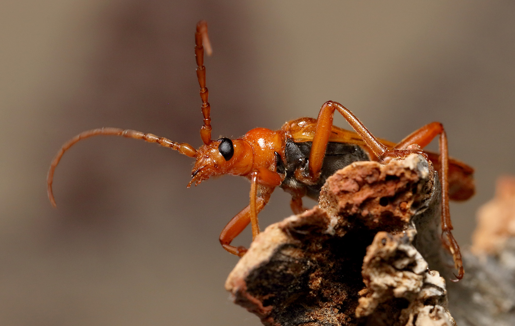 Rhamnusium bicolor bicolor