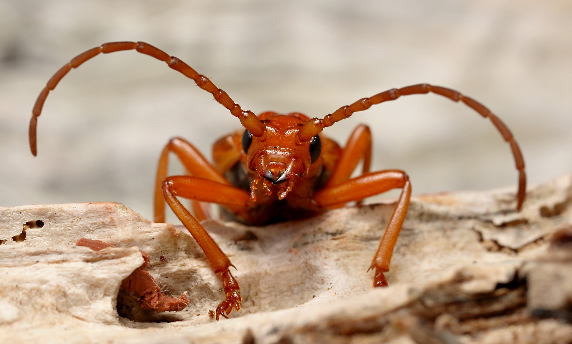 Rhamnusium bicolor bicolor