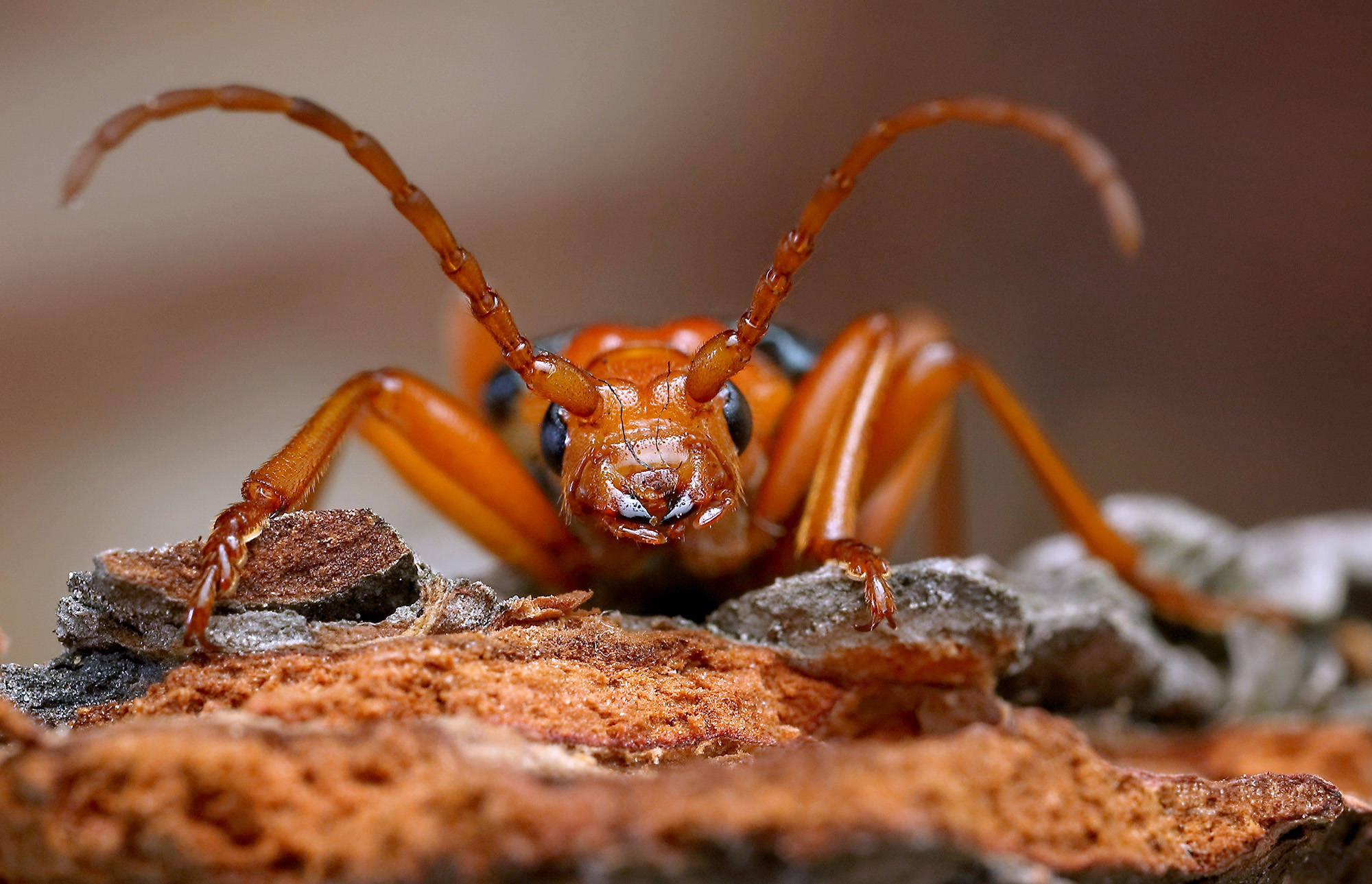 Rhamnusium bicolor bicolor