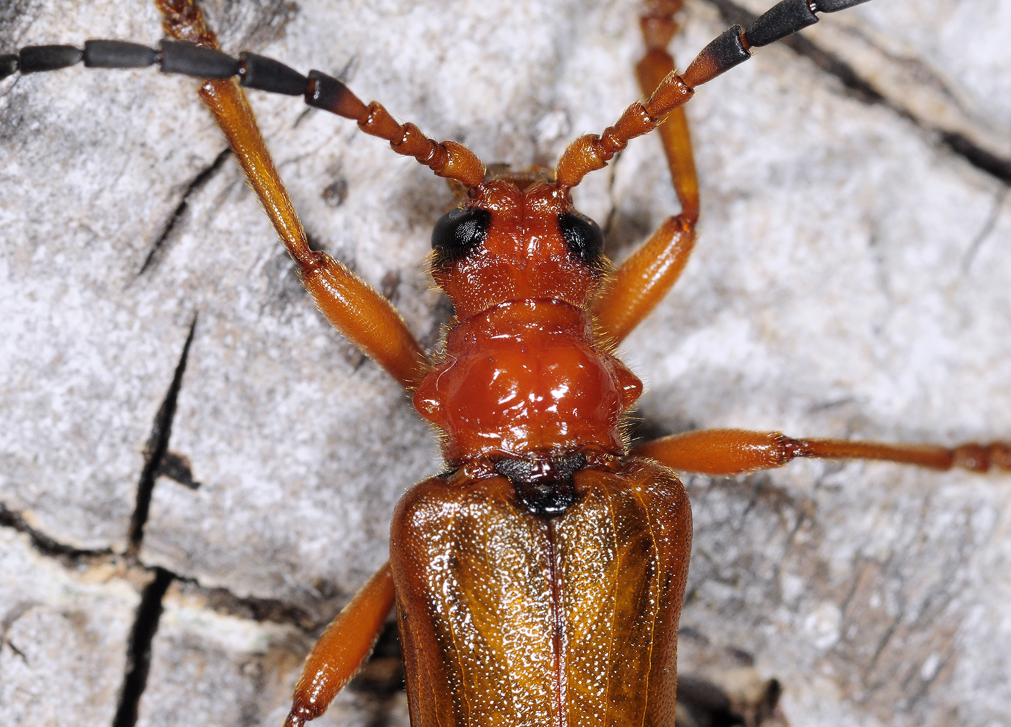 Rhamnusium bicolor lenkoranum