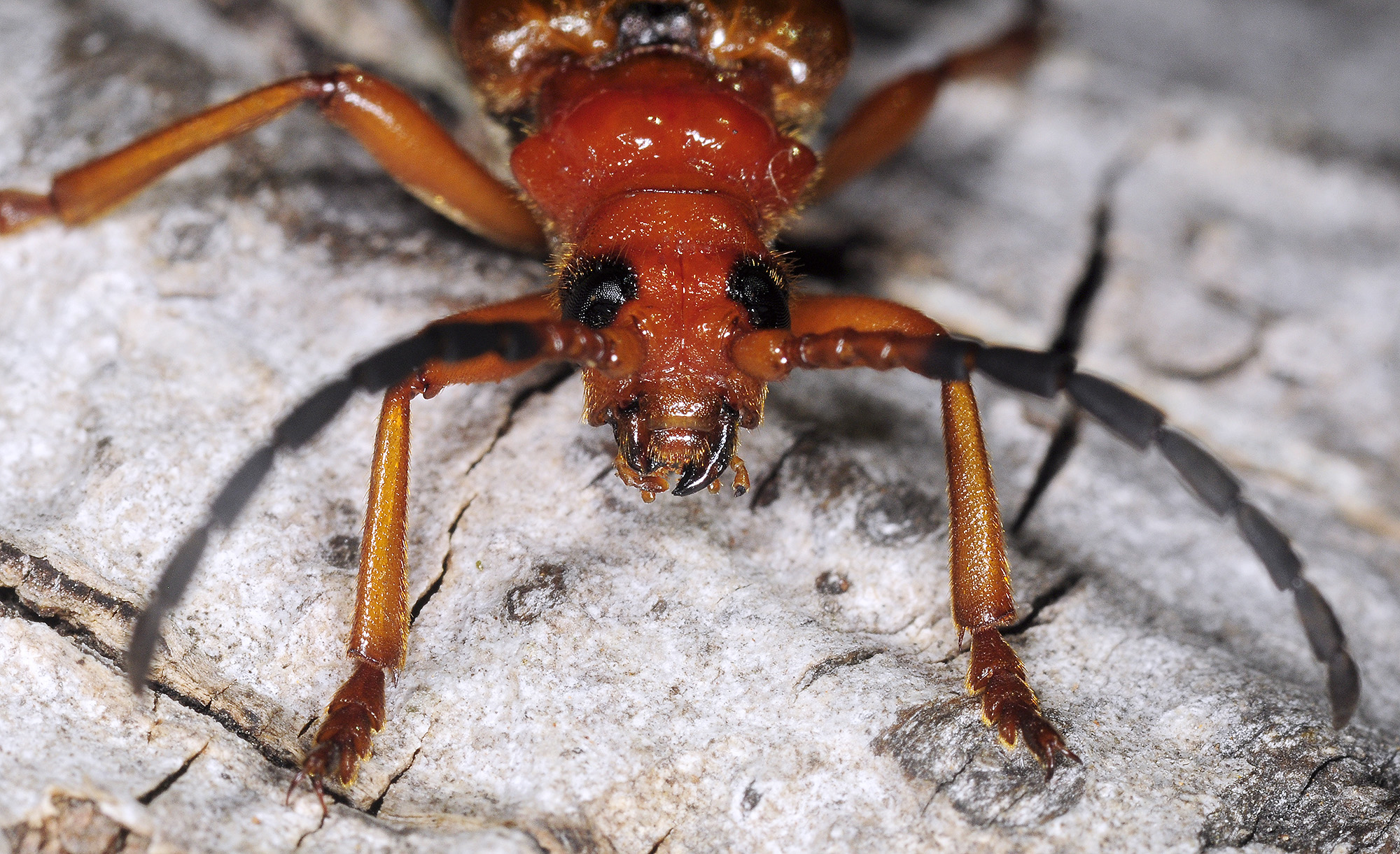 Rhamnusium bicolor lenkoranum