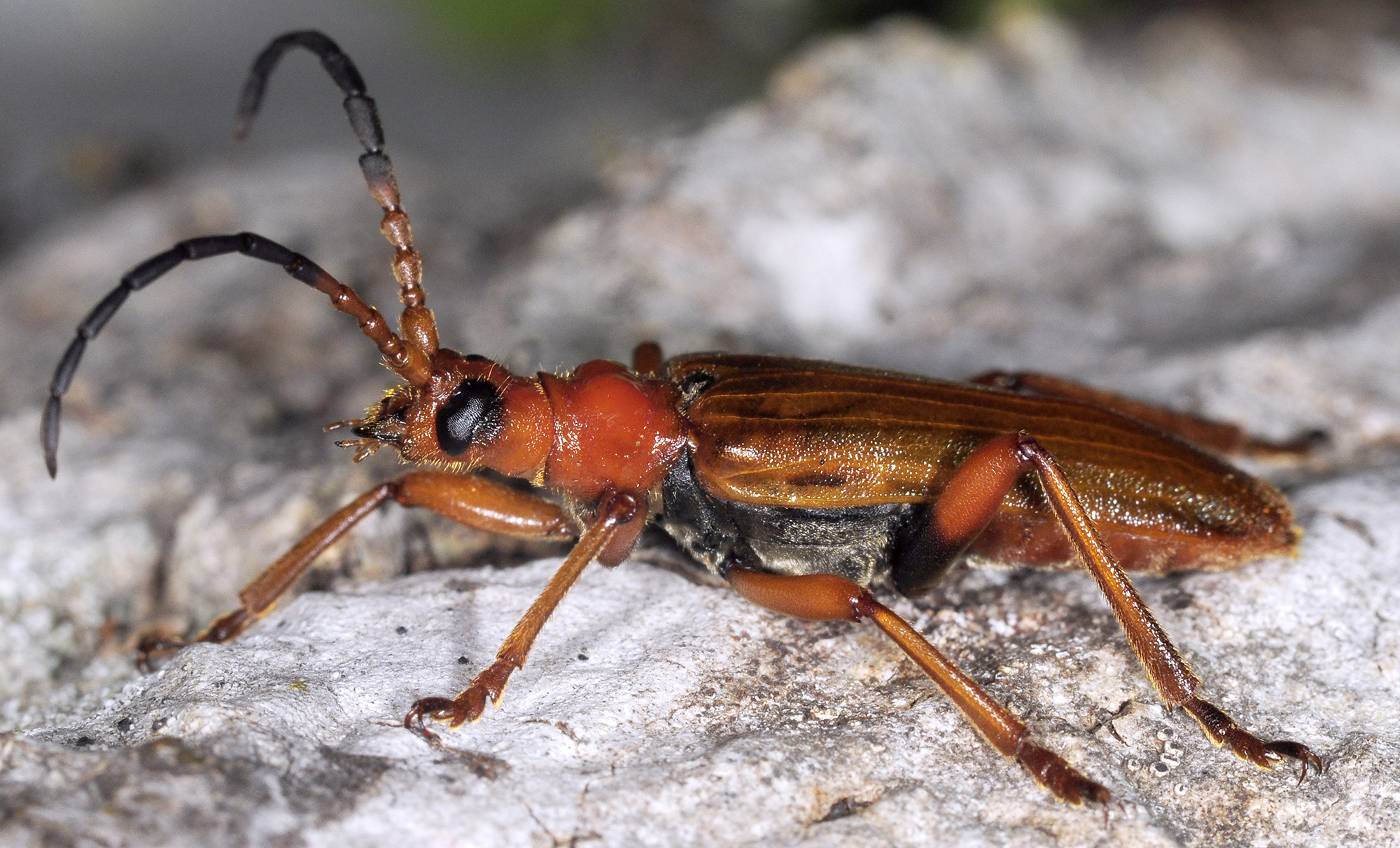 Rhamnusium bicolor lenkoranum