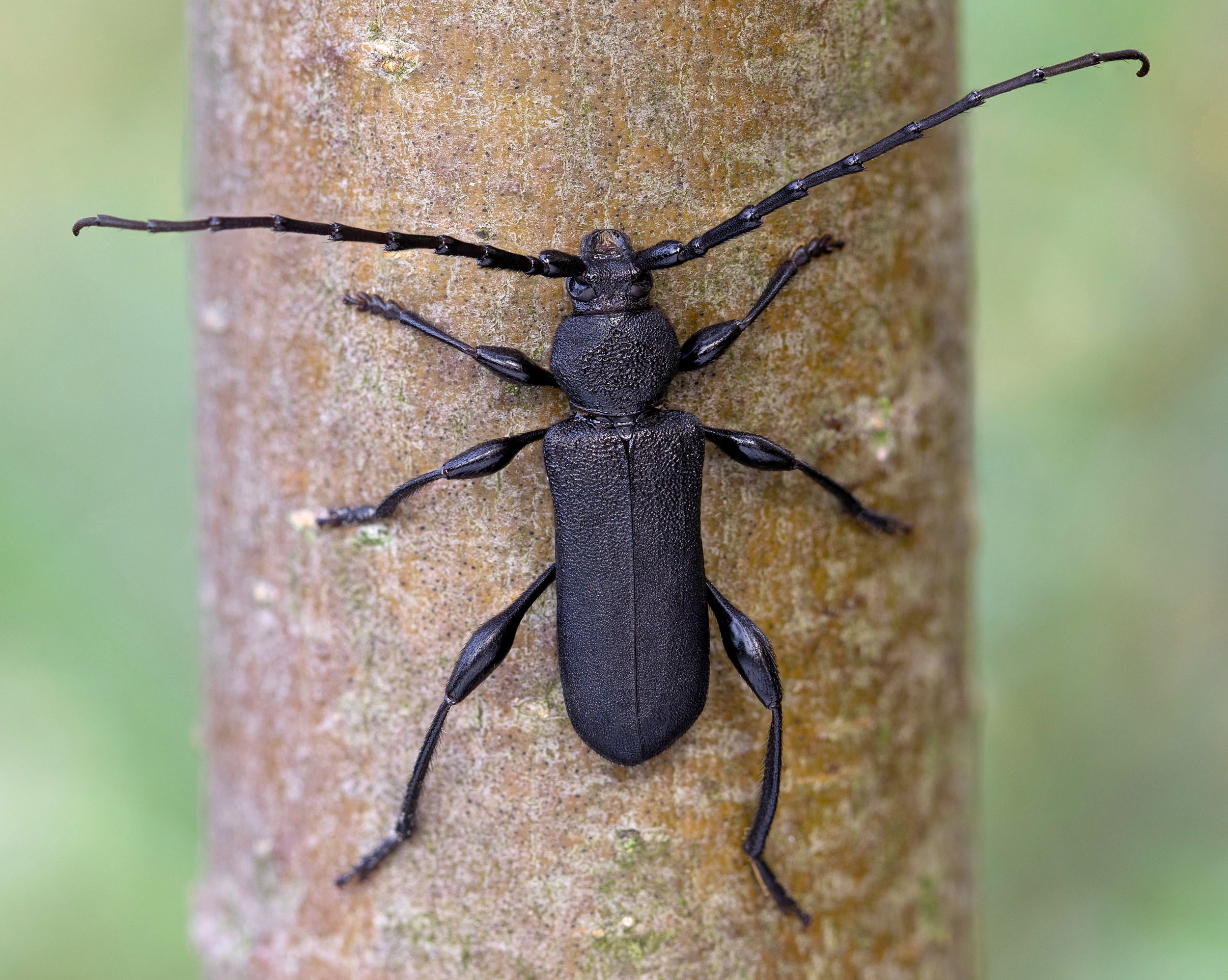 Ropalopus clavipes