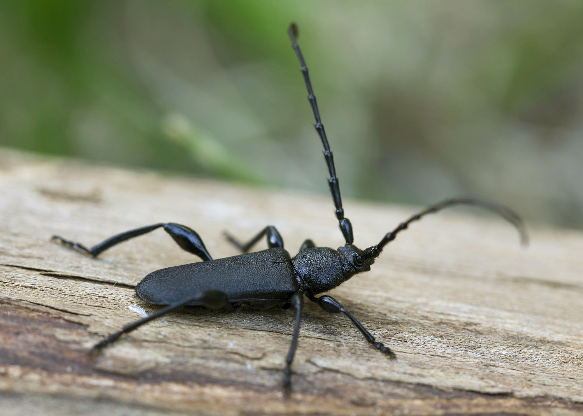 Ropalopus clavipes