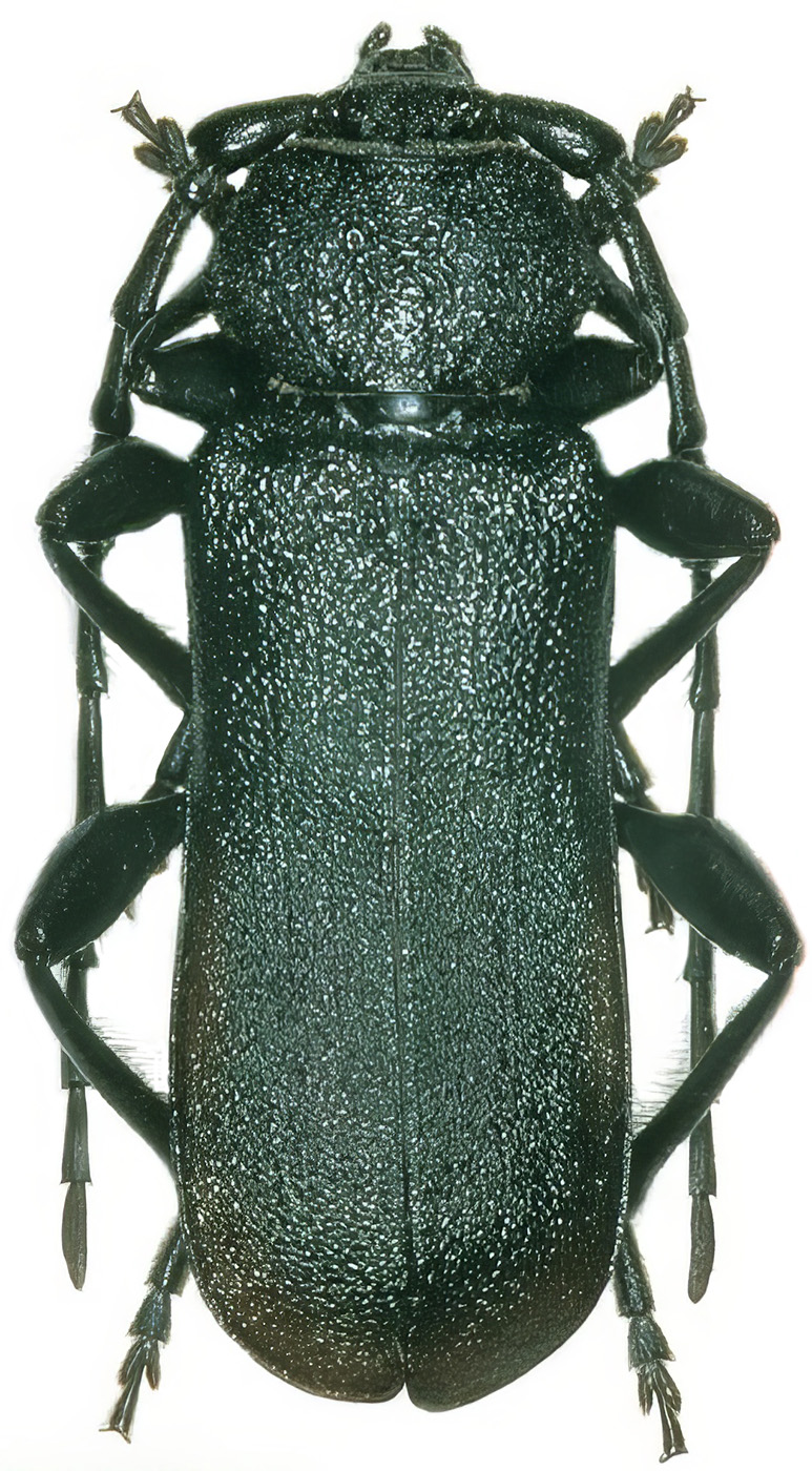 Ropalopus hanae