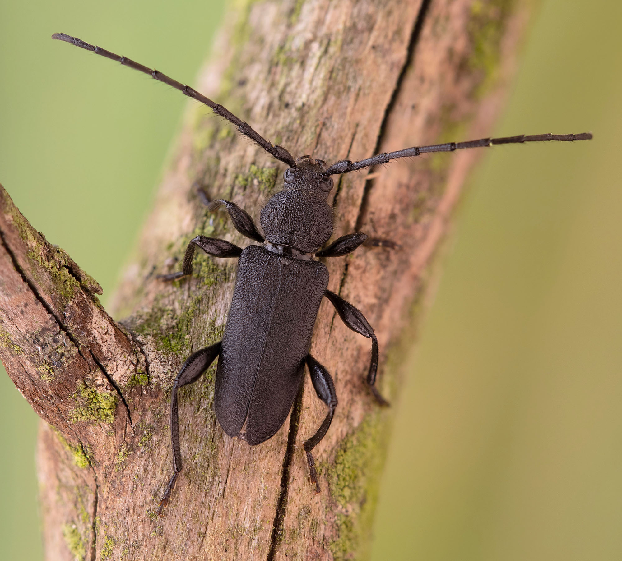 Ropalopus macropus