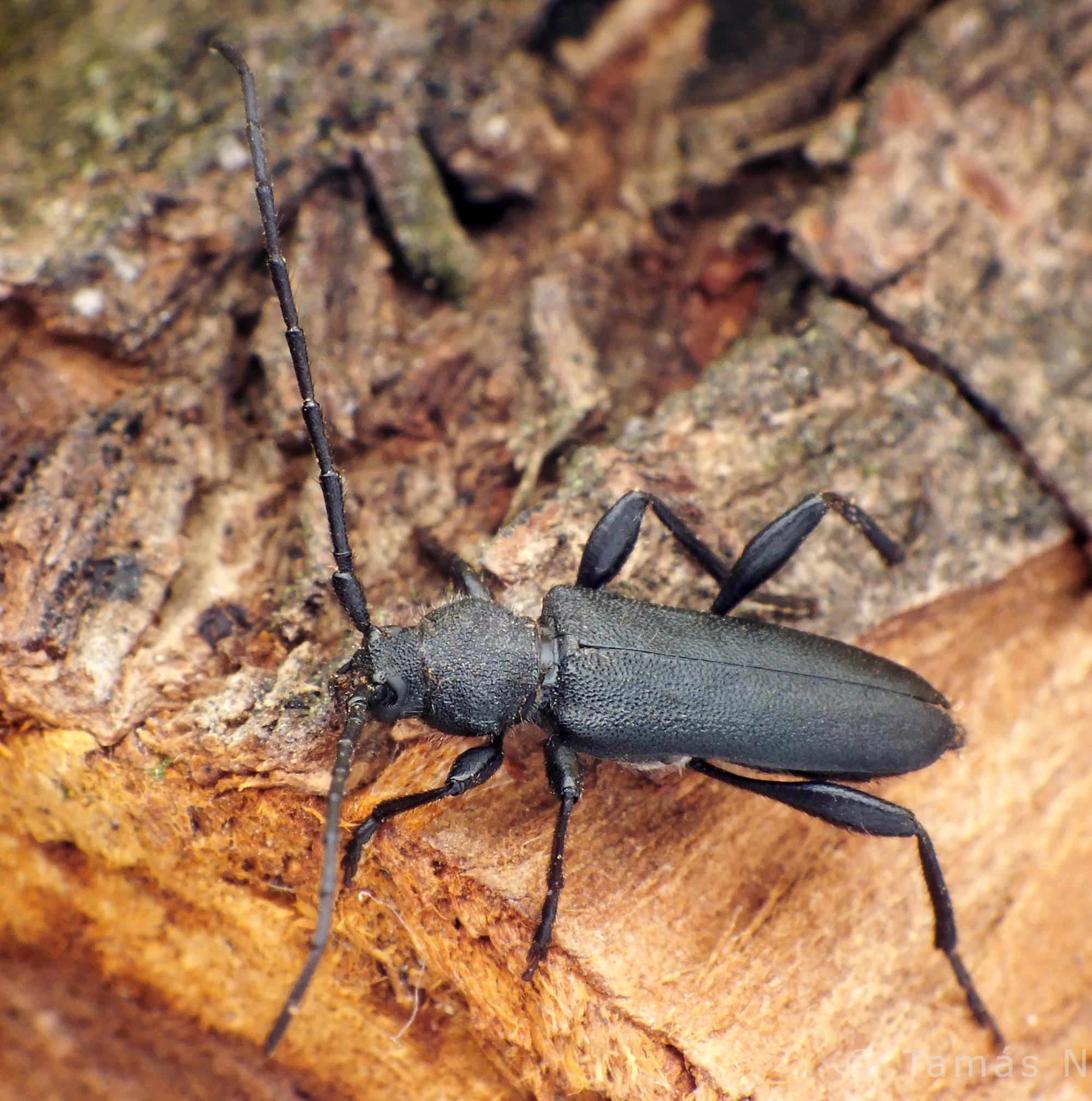 Ropalopus macropus