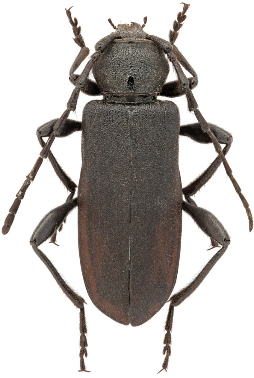 Ropalopus nadari