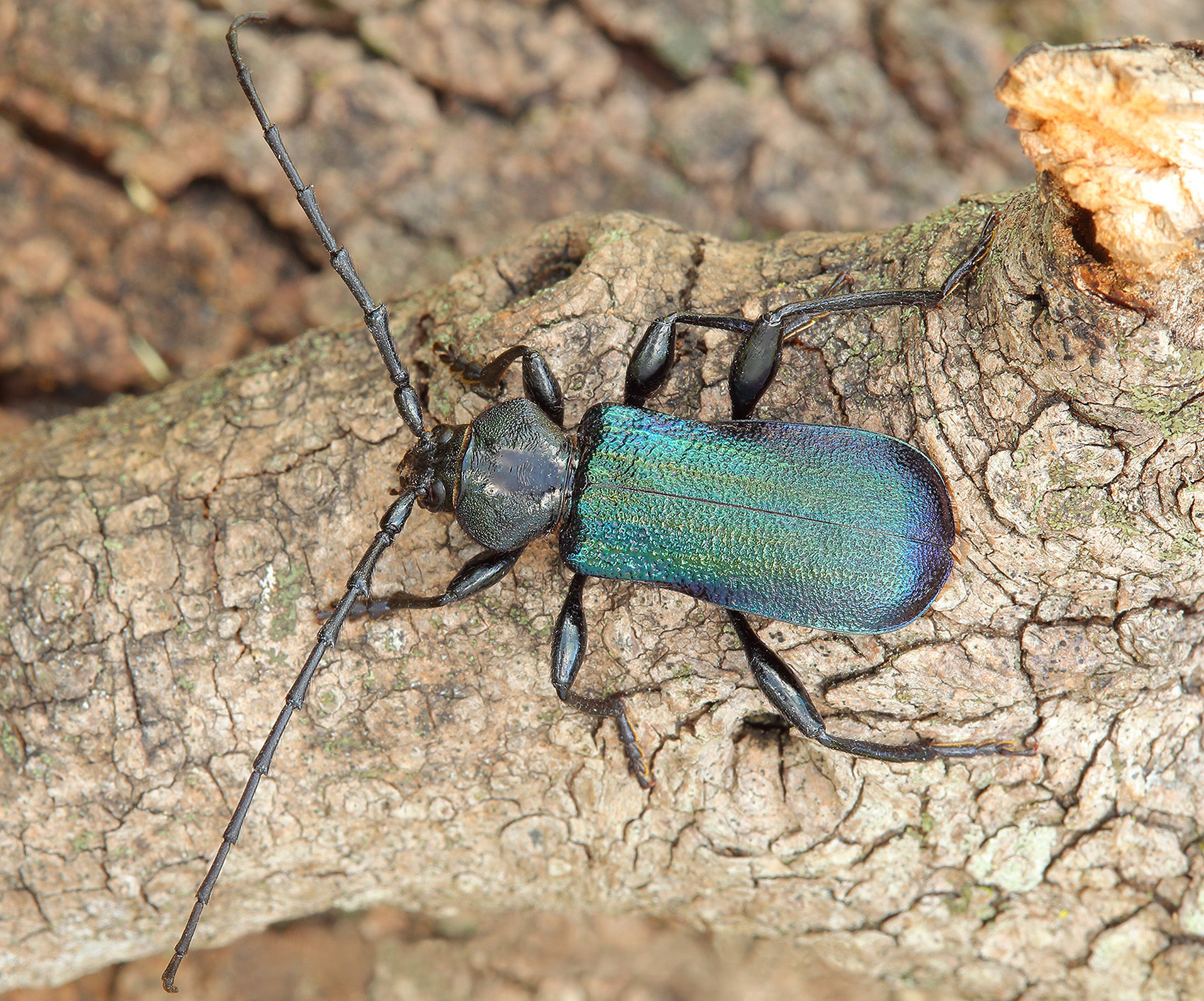 Ropalopus ungaricus insubricus