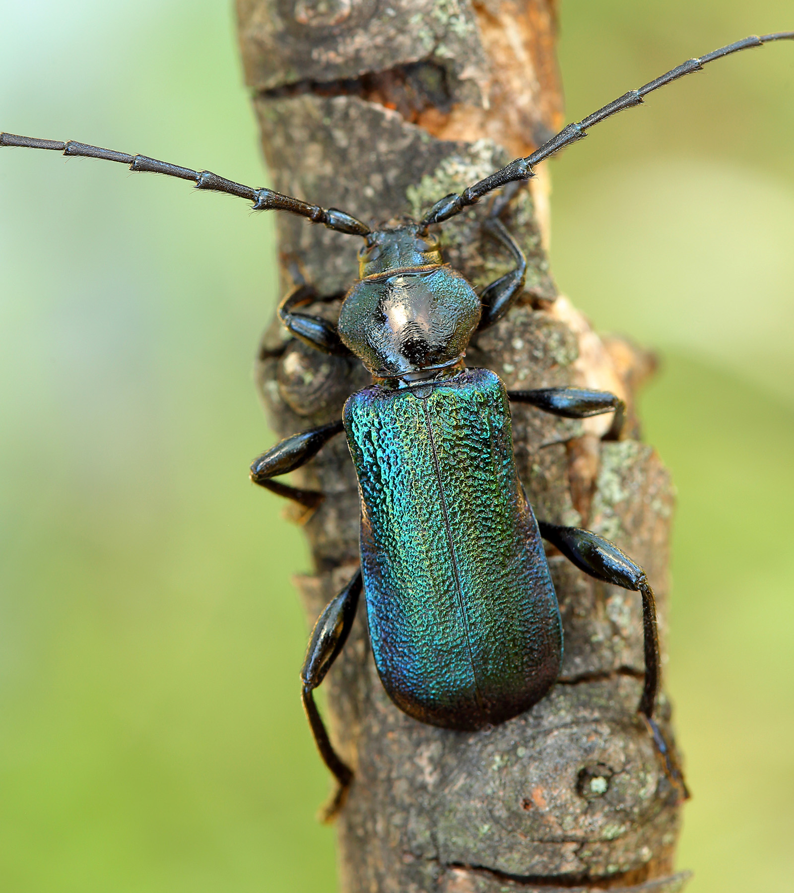 Ropalopus ungaricus insubricus