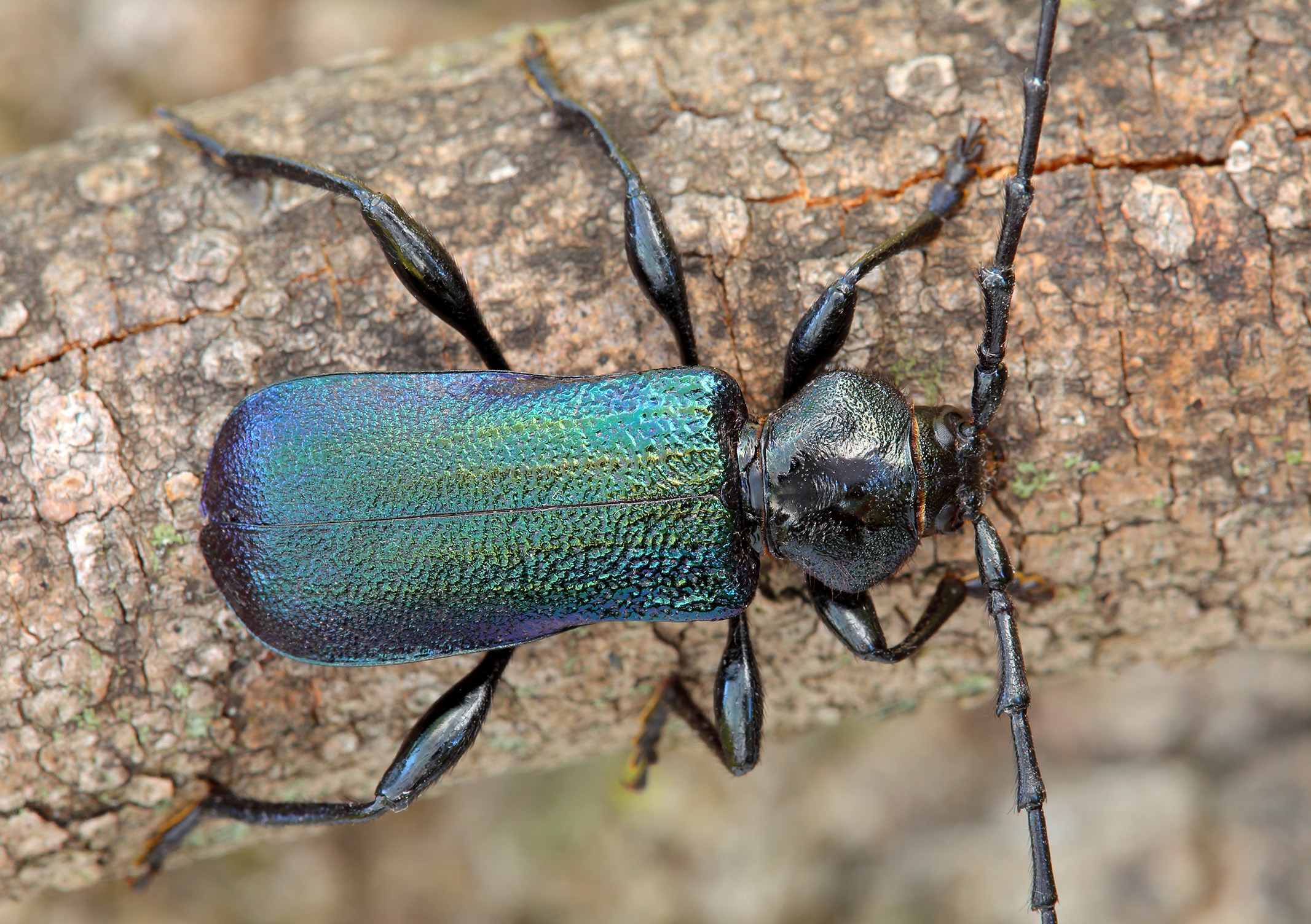 Ropalopus ungaricus insubricus