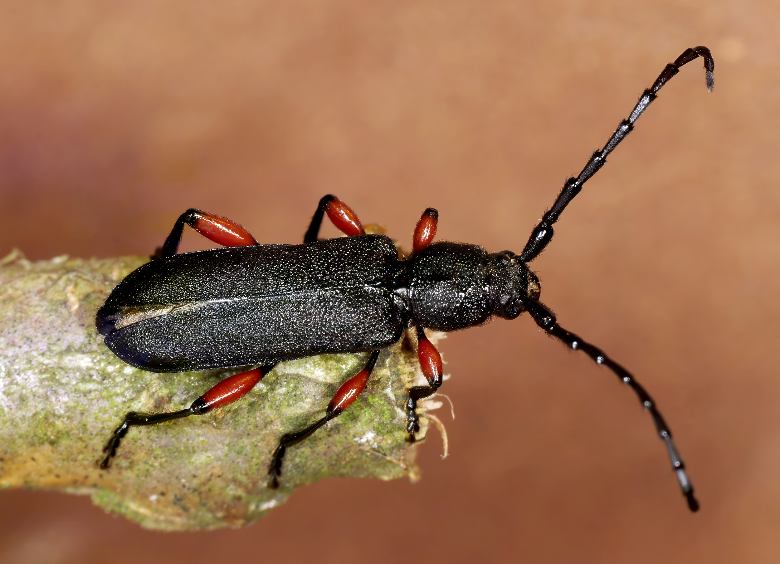 Ropalopus varini