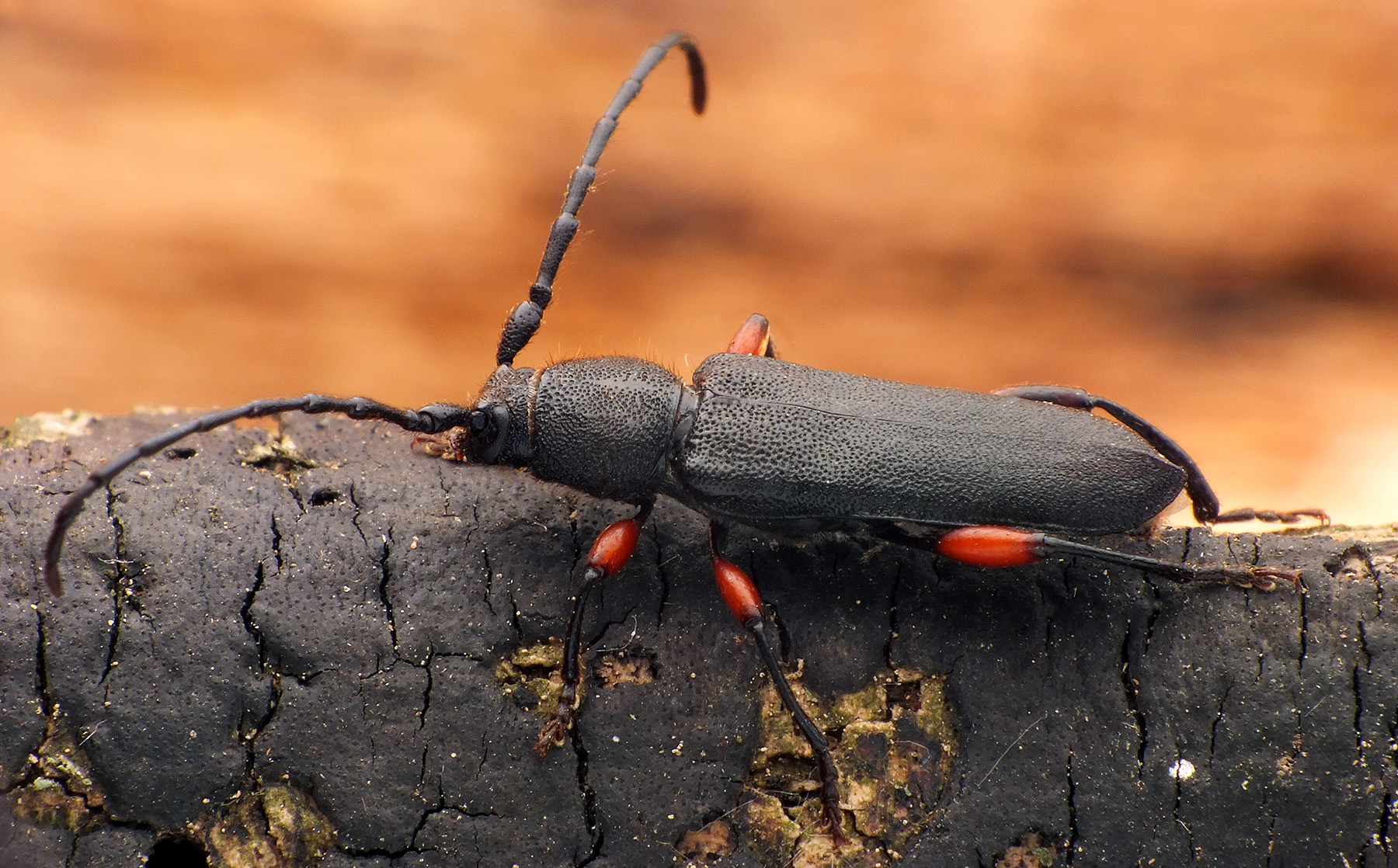 Ropalopus varini