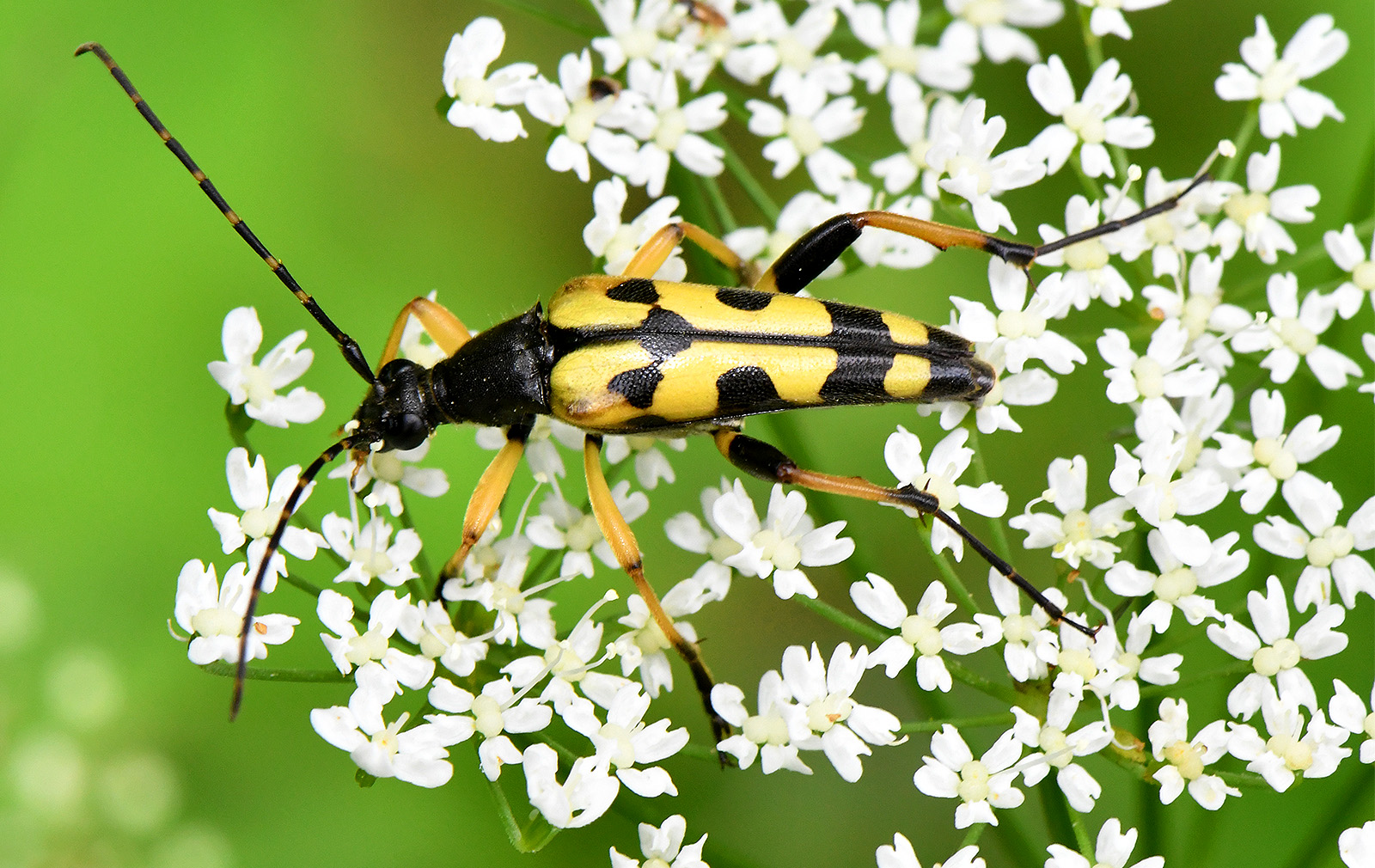 Rutpela maculata maculata