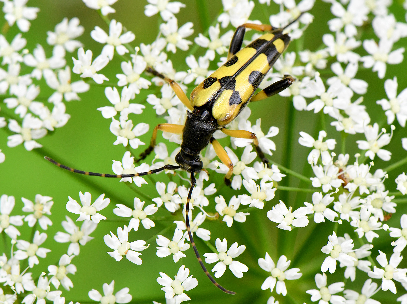 Rutpela maculata maculata