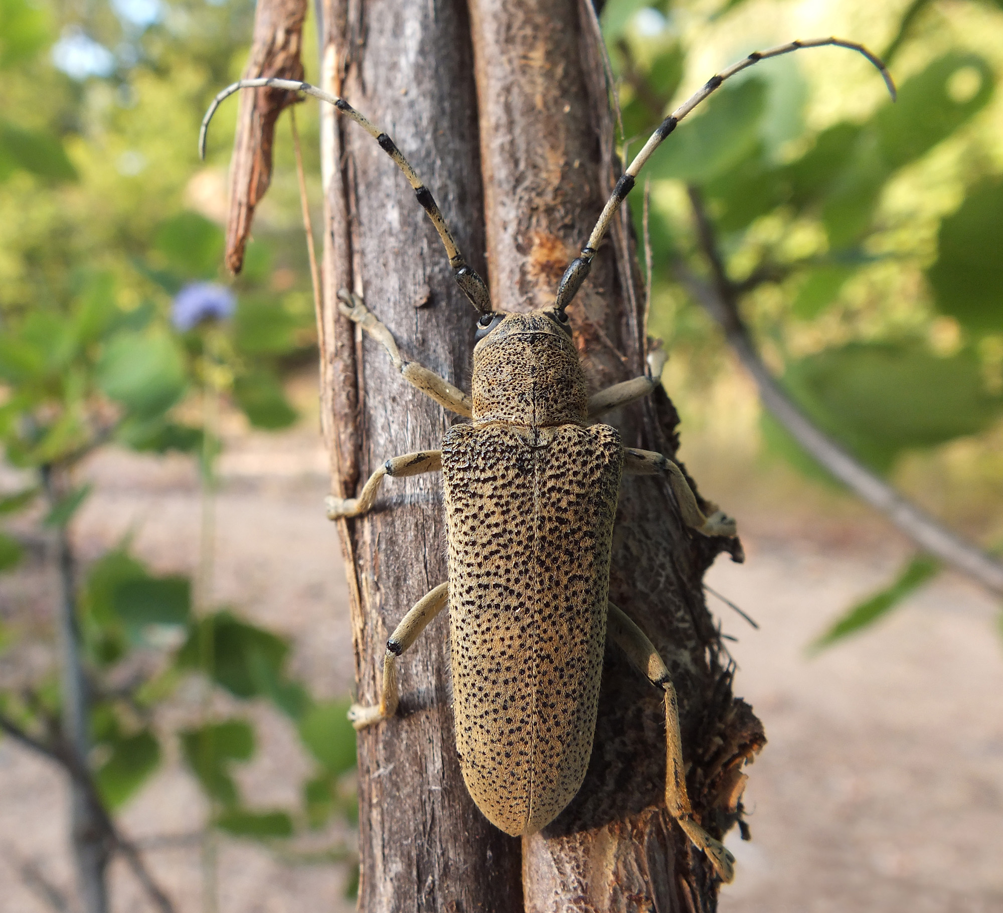 Saperda carcharias