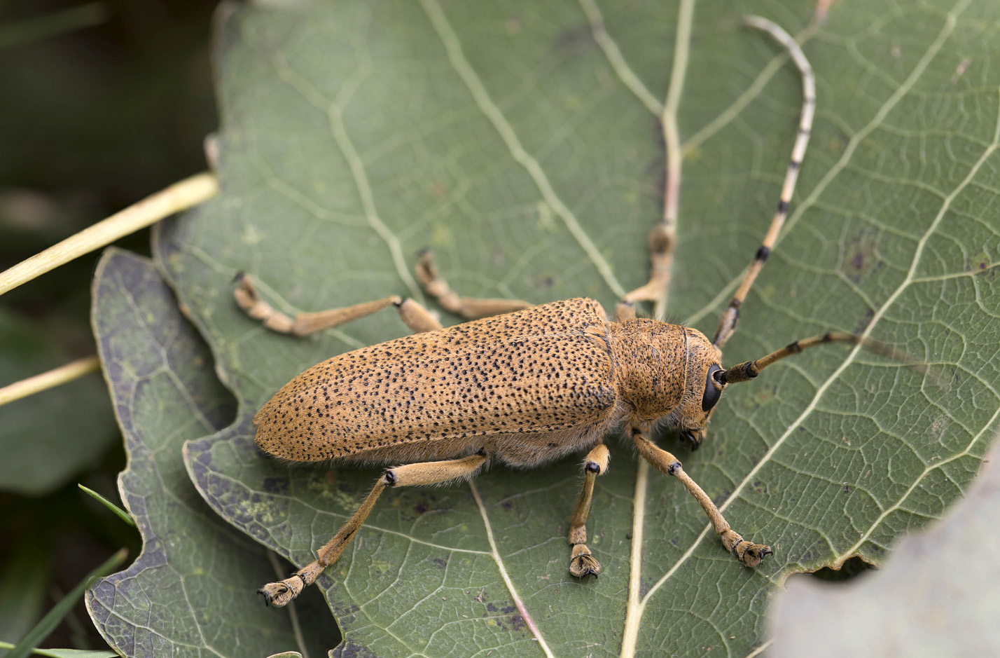 Saperda carcharias