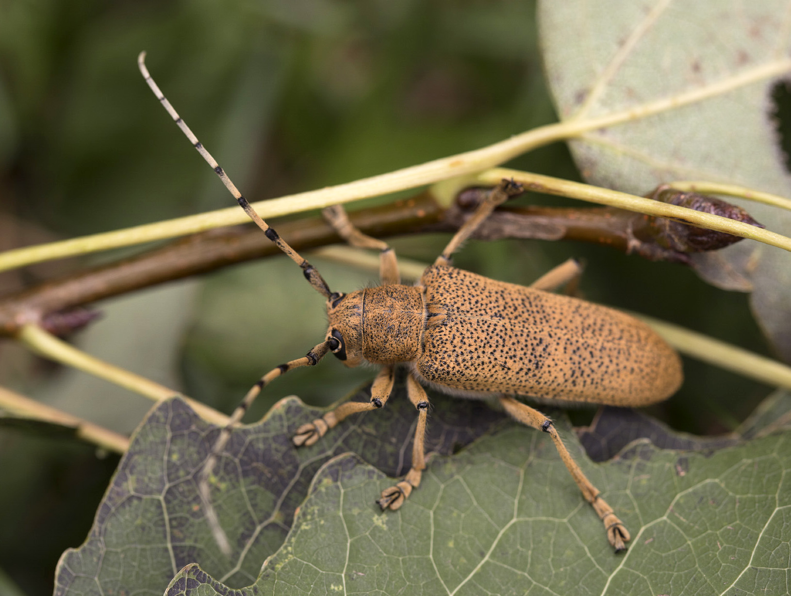 Saperda carcharias