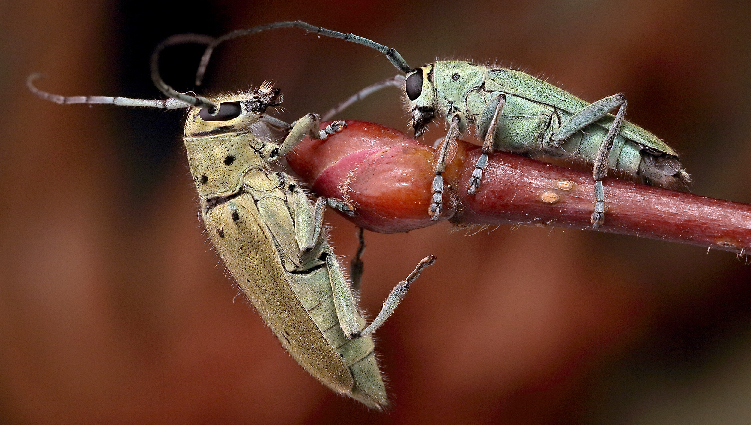 Saperda octopunctata