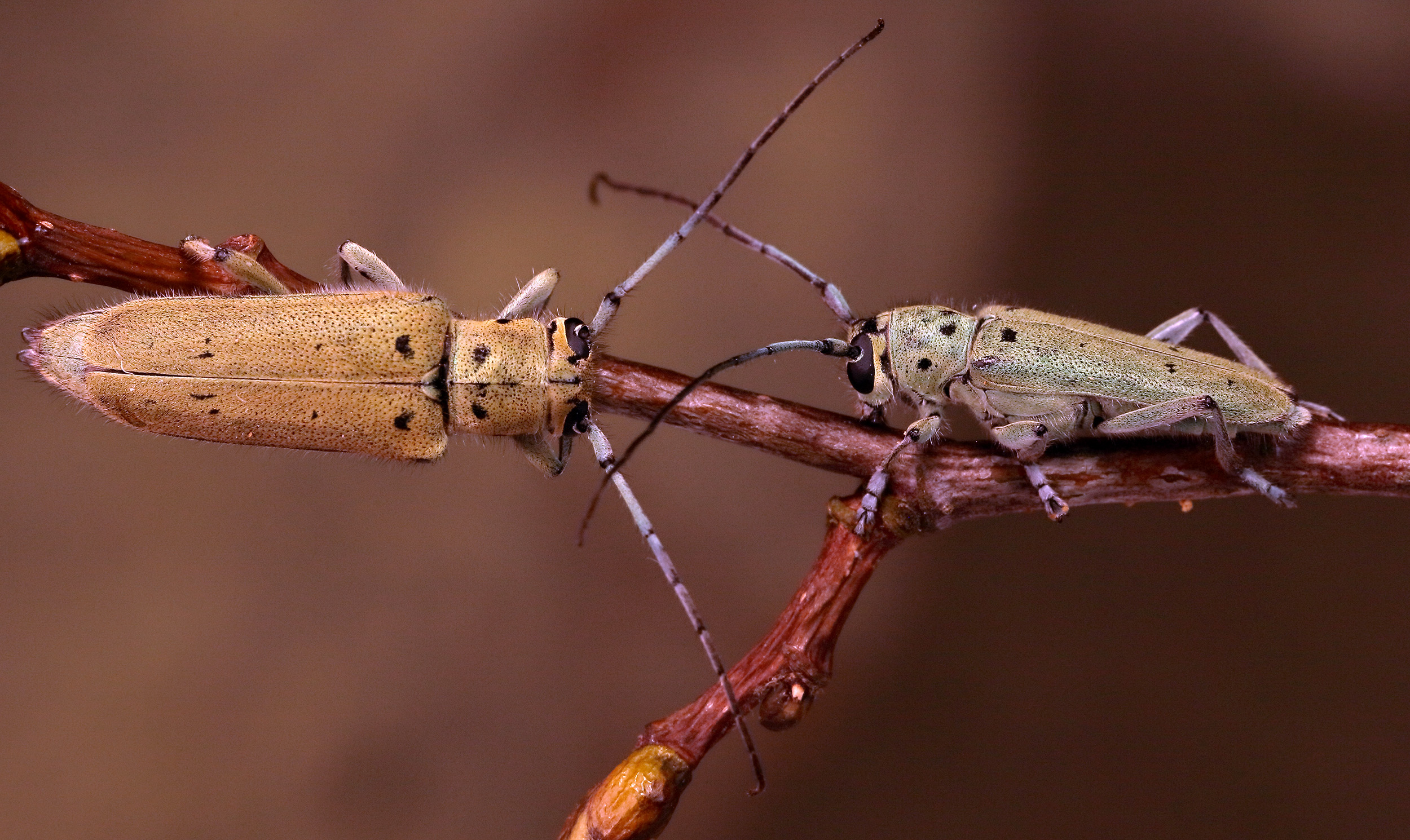 Saperda octopunctata