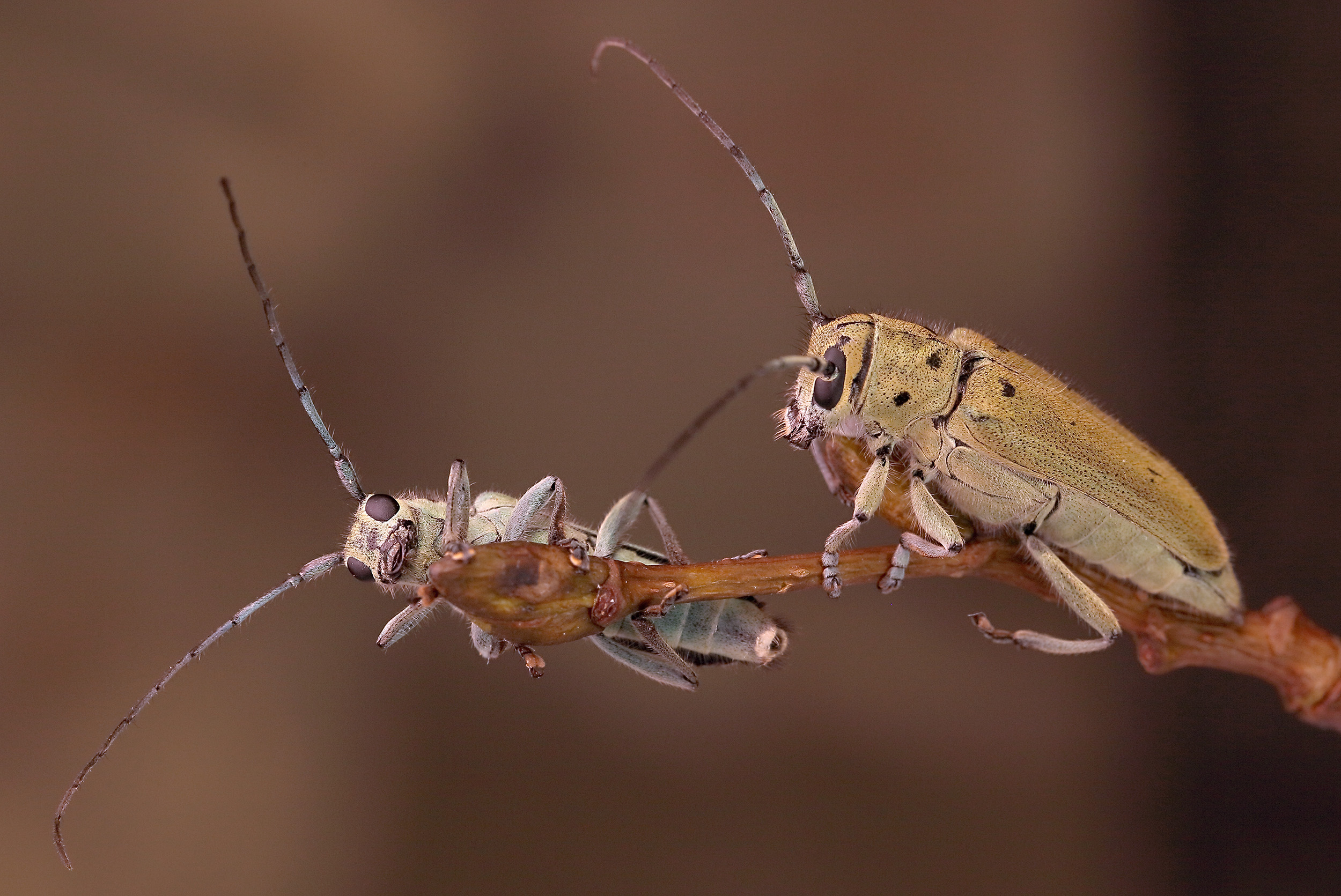 Saperda octopunctata