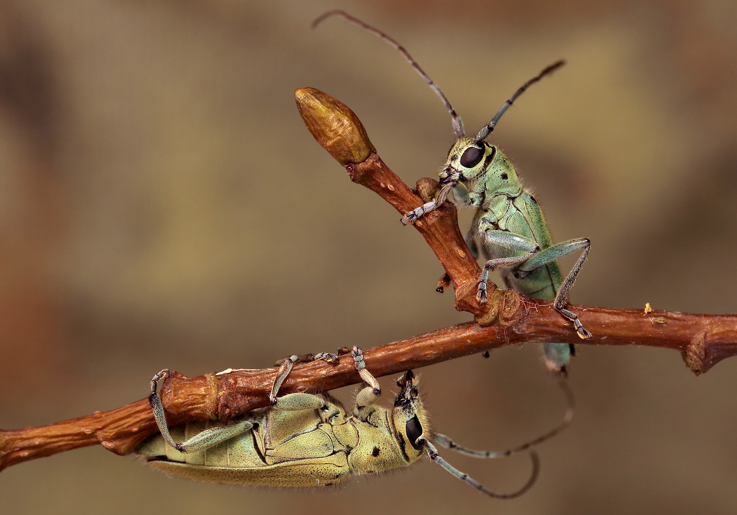 Saperda octopunctata